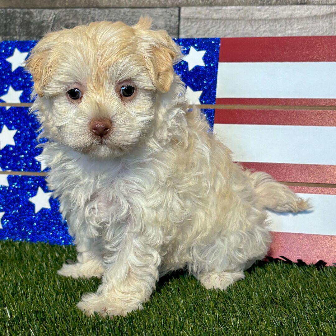 Mia puppy for sale in USA