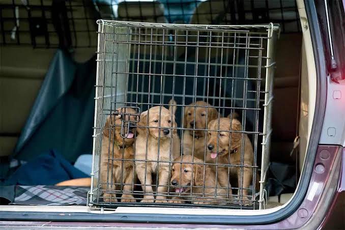 Nationwide Puppy Delivery: How It Works From Our Texas Home to Yours | Samantha & Brooks Canines Puppy Blog