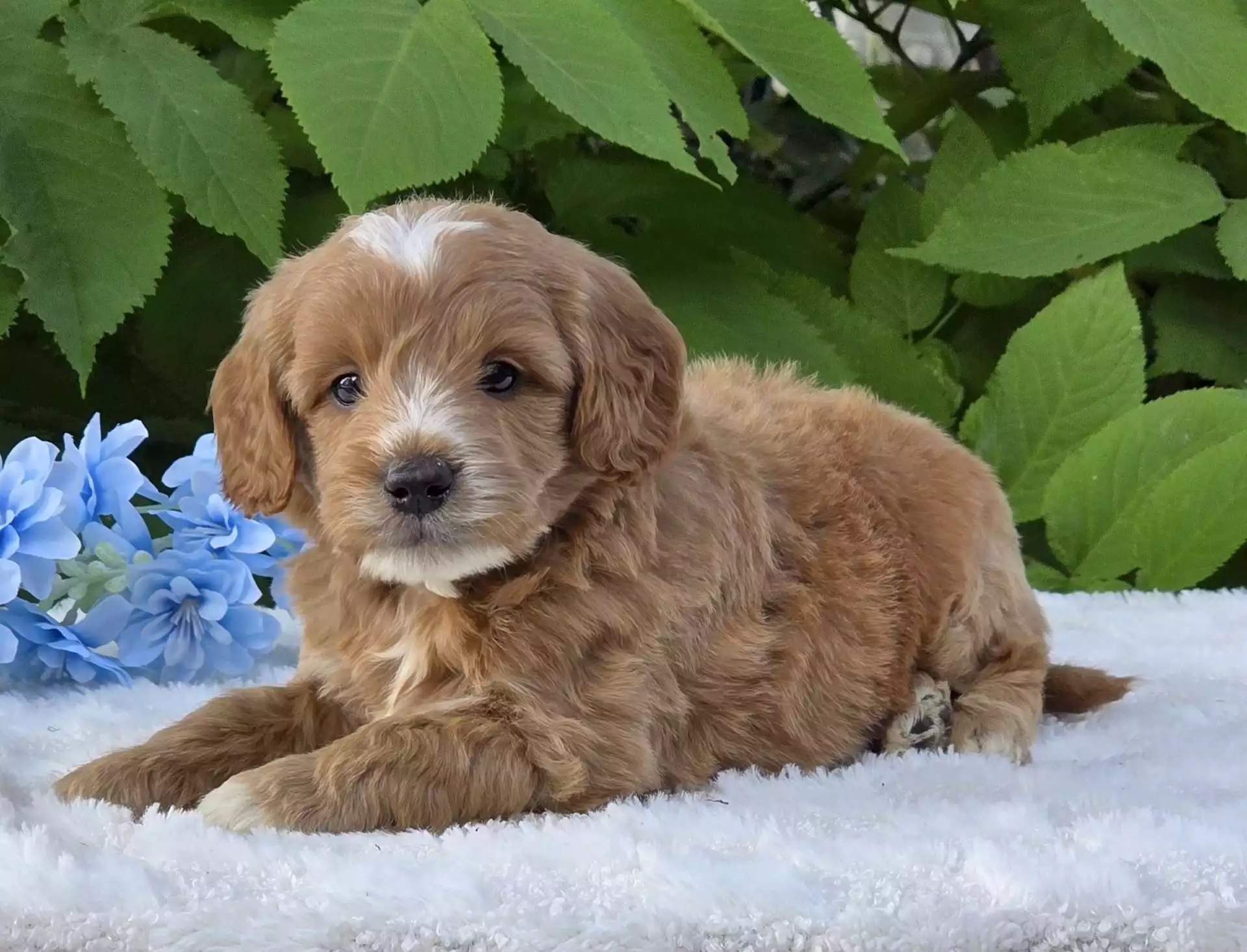 Paxton puppy for sale in USA