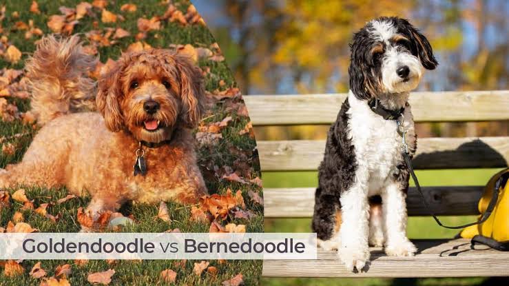 Goldendoodle vs Bernedoodle: Size, Energy, and Grooming Compared | Samantha & Brooks Canines Puppy Blog