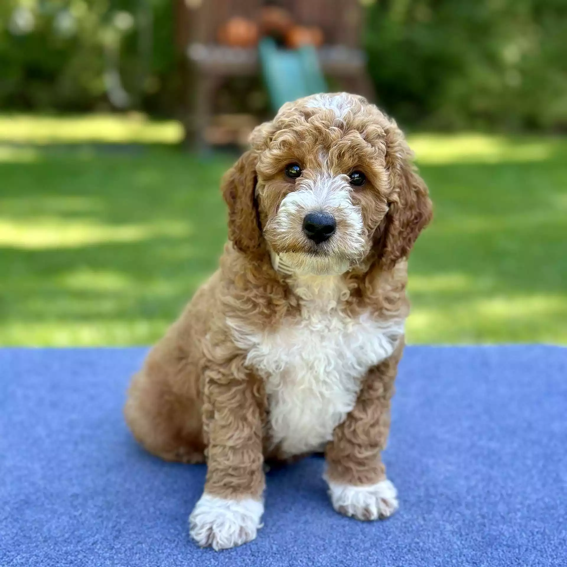Porter puppy for sale in USA