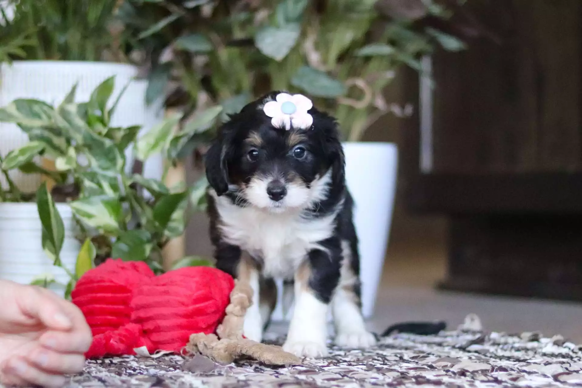 Puppy for Sale