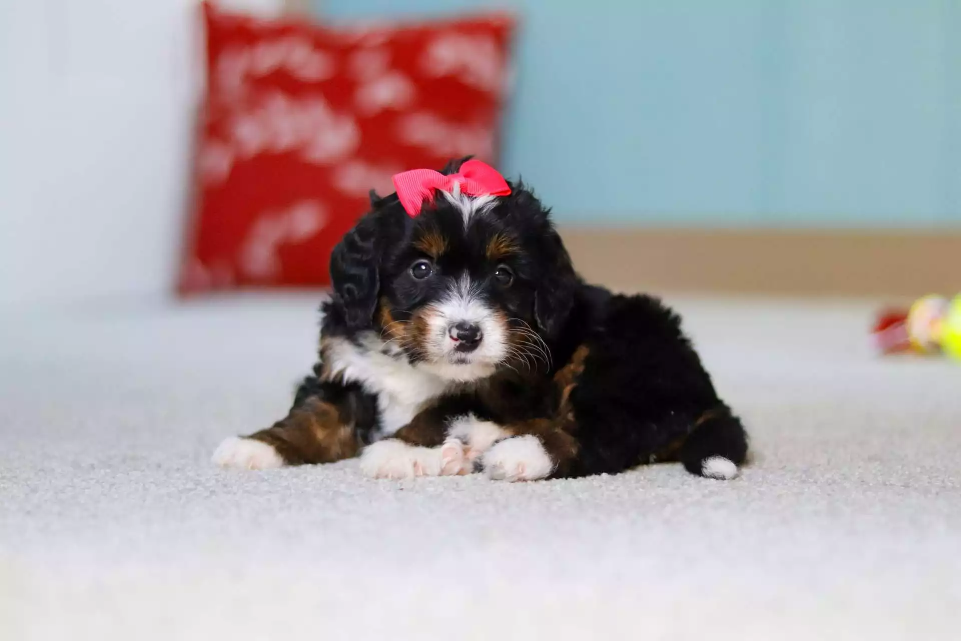 Puppy Image