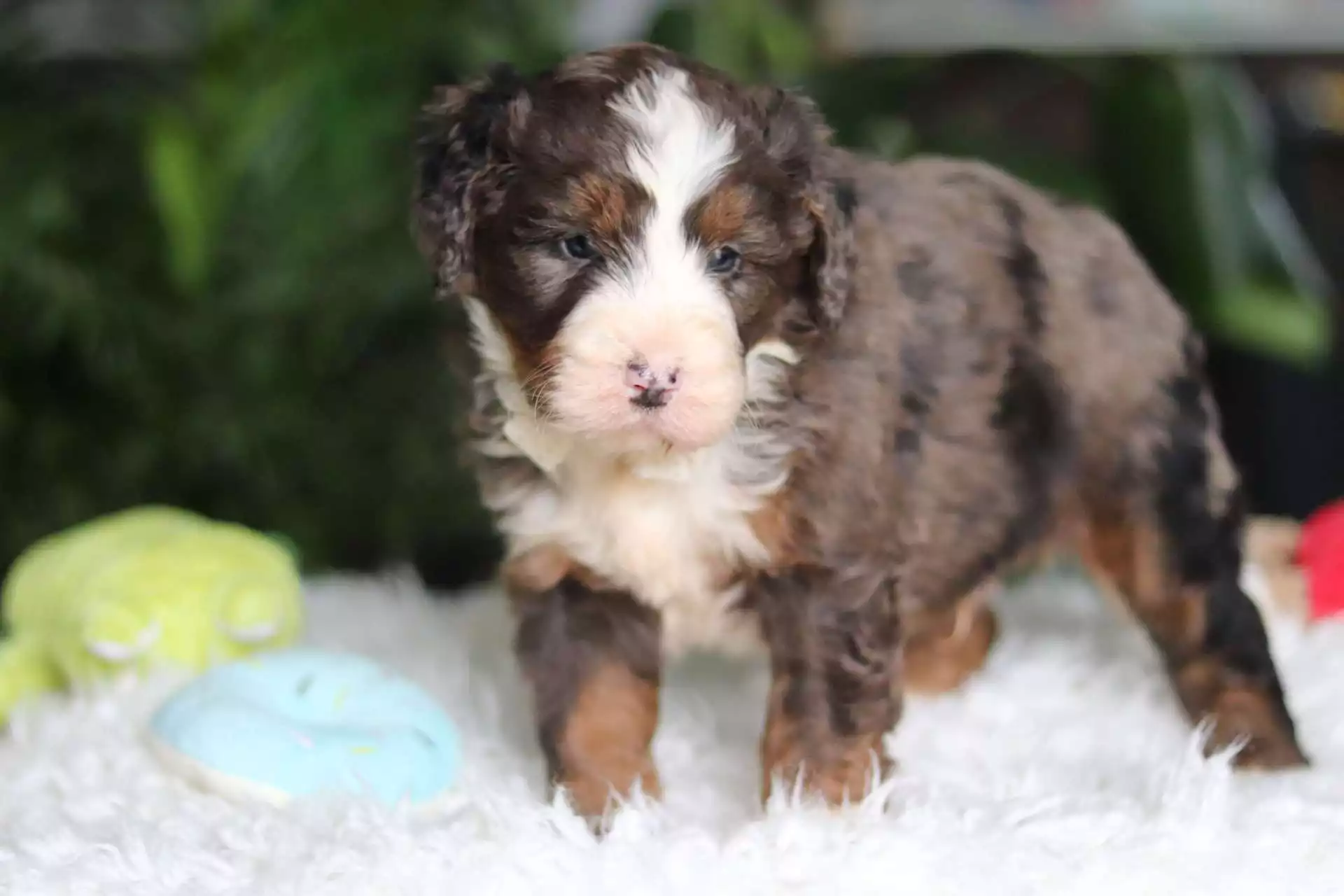 Puppy Image