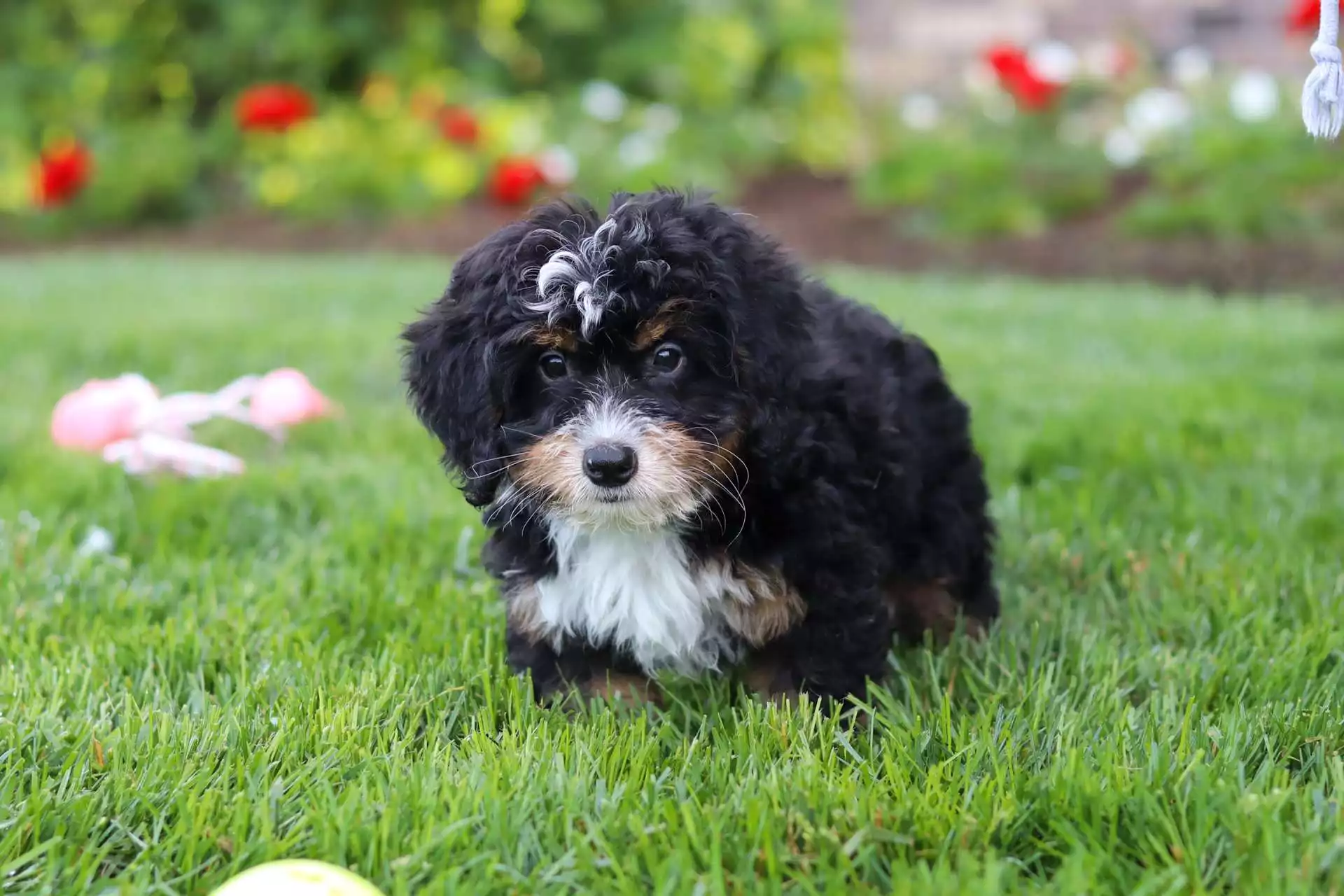 Puppy Image