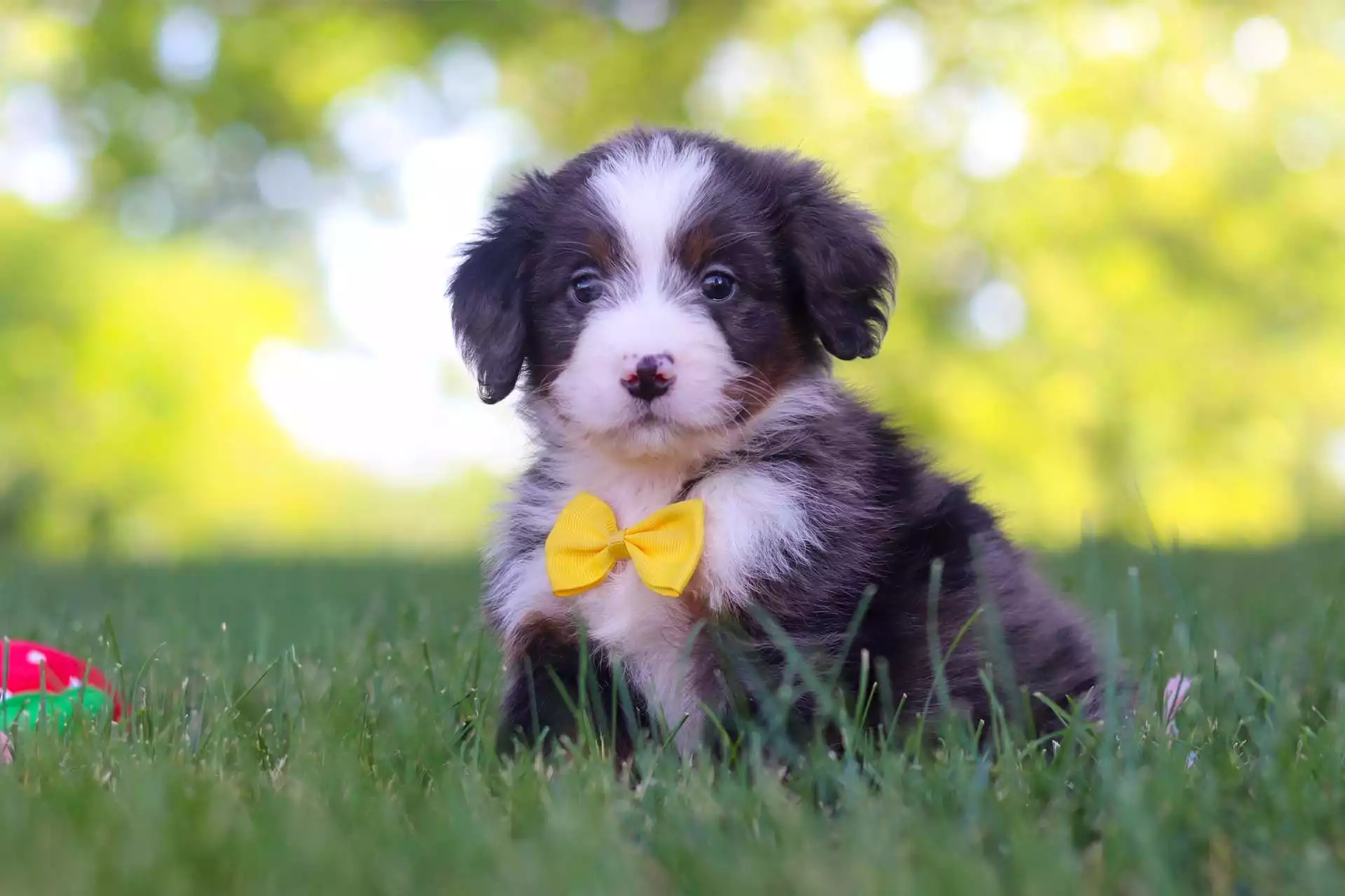 Puppy Image