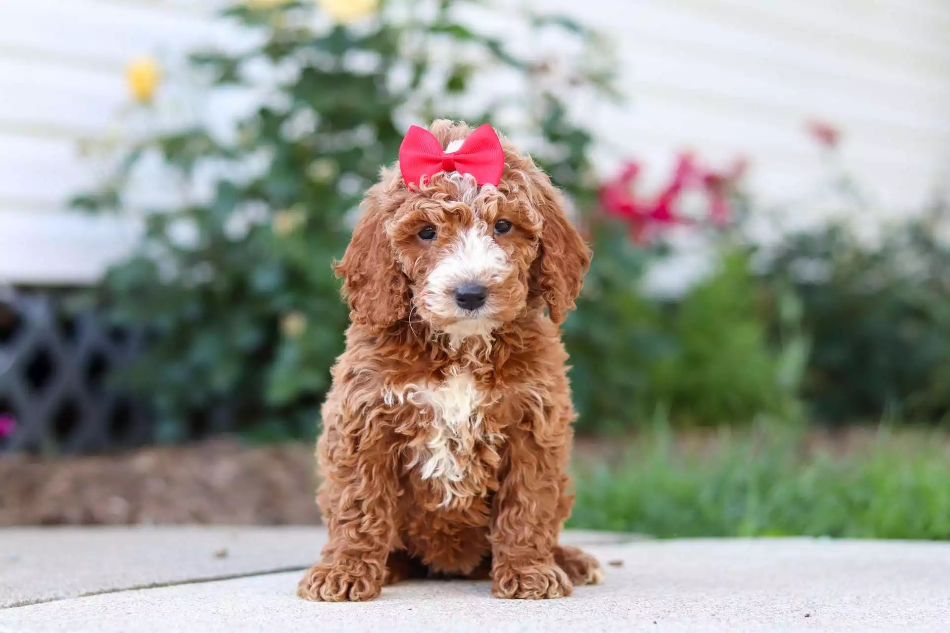 Golden Doodles puppy