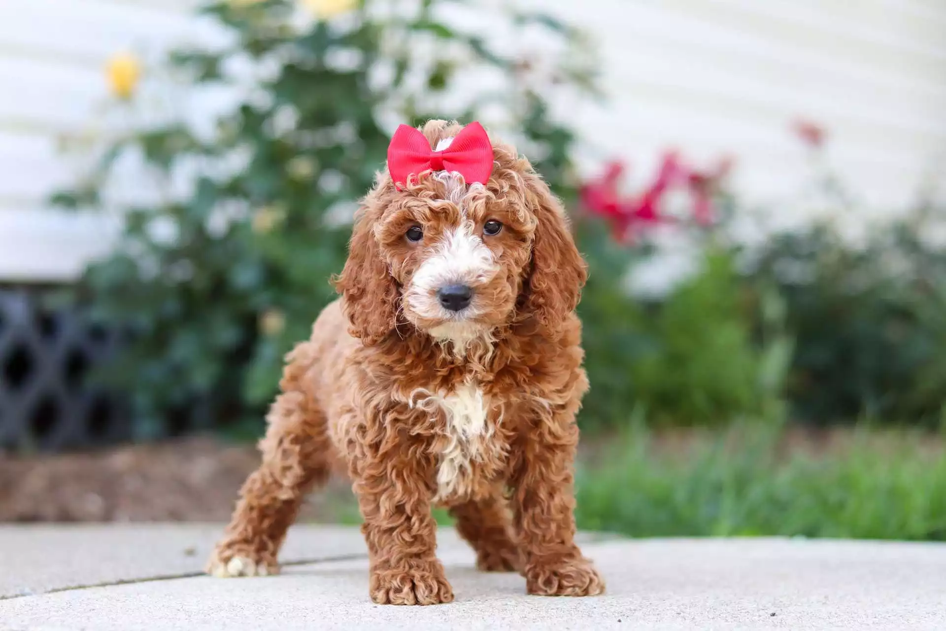 Puppy Image