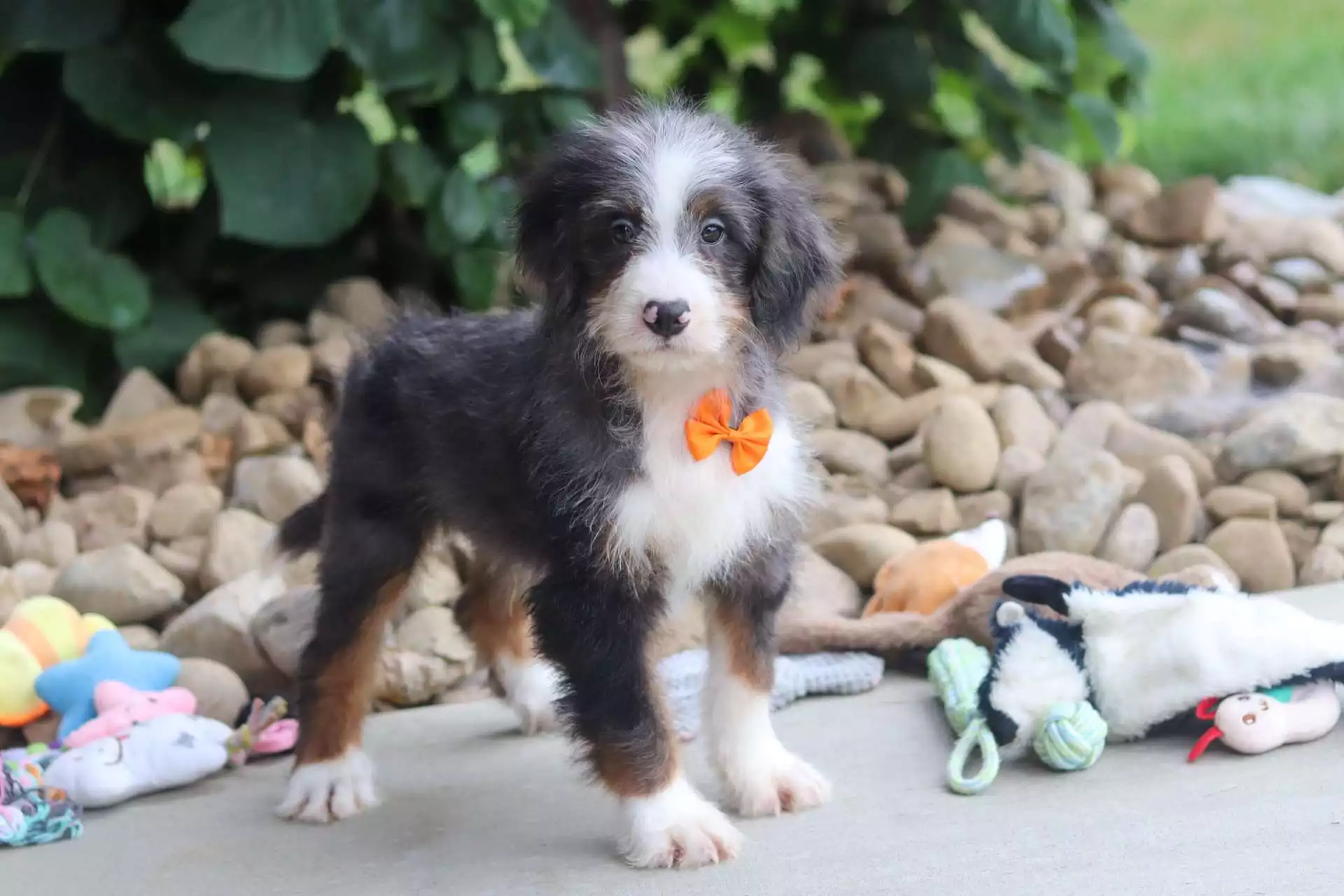 Bernedoodles puppy