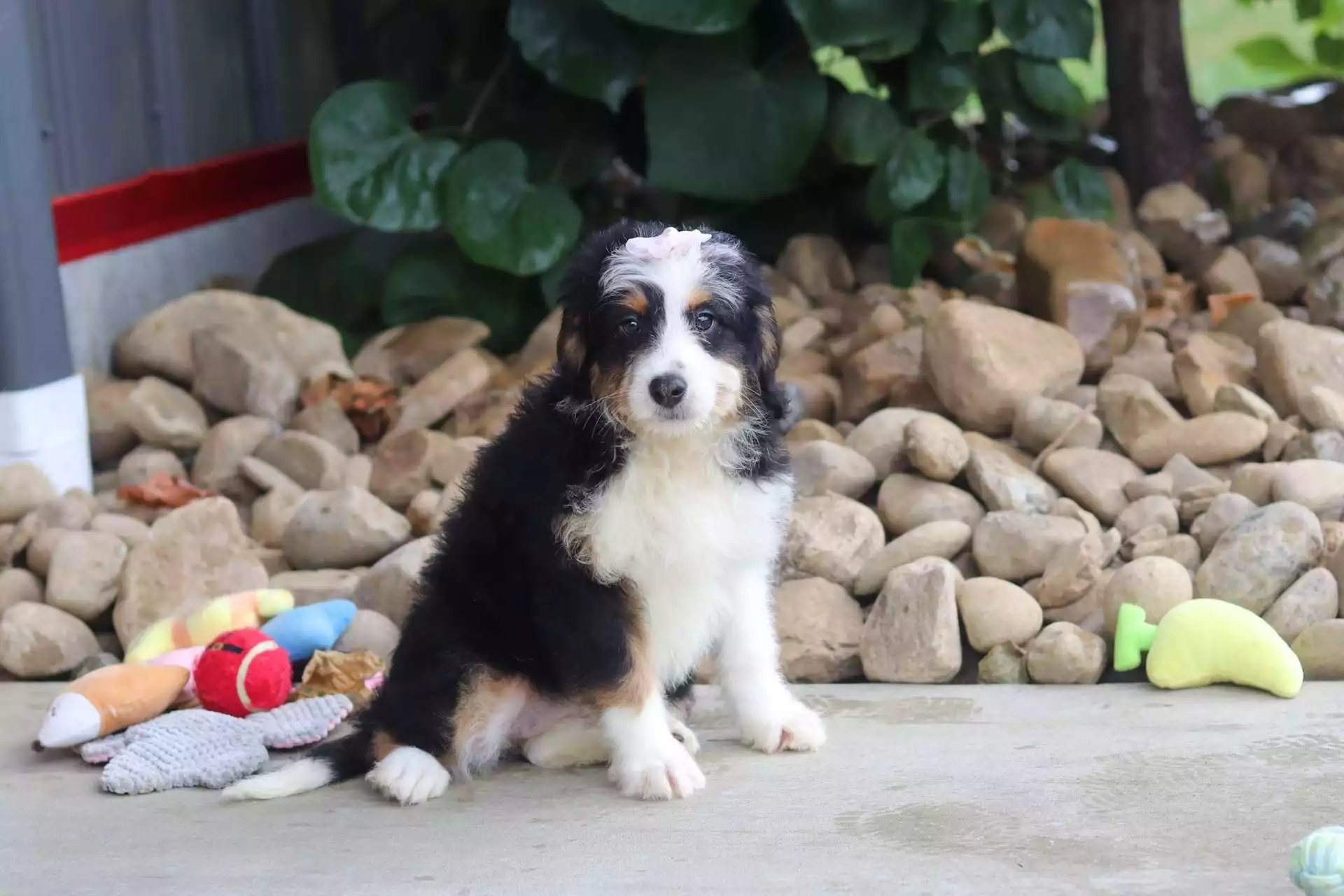 Bernedoodles puppy