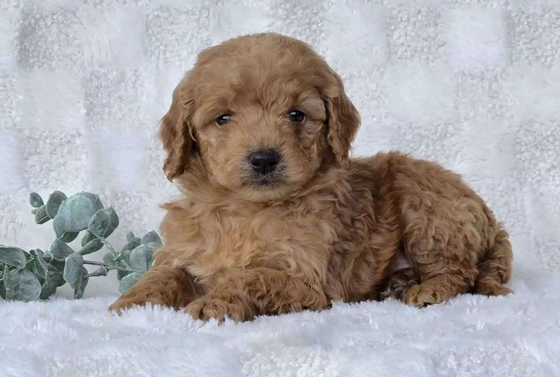 Puppy Image