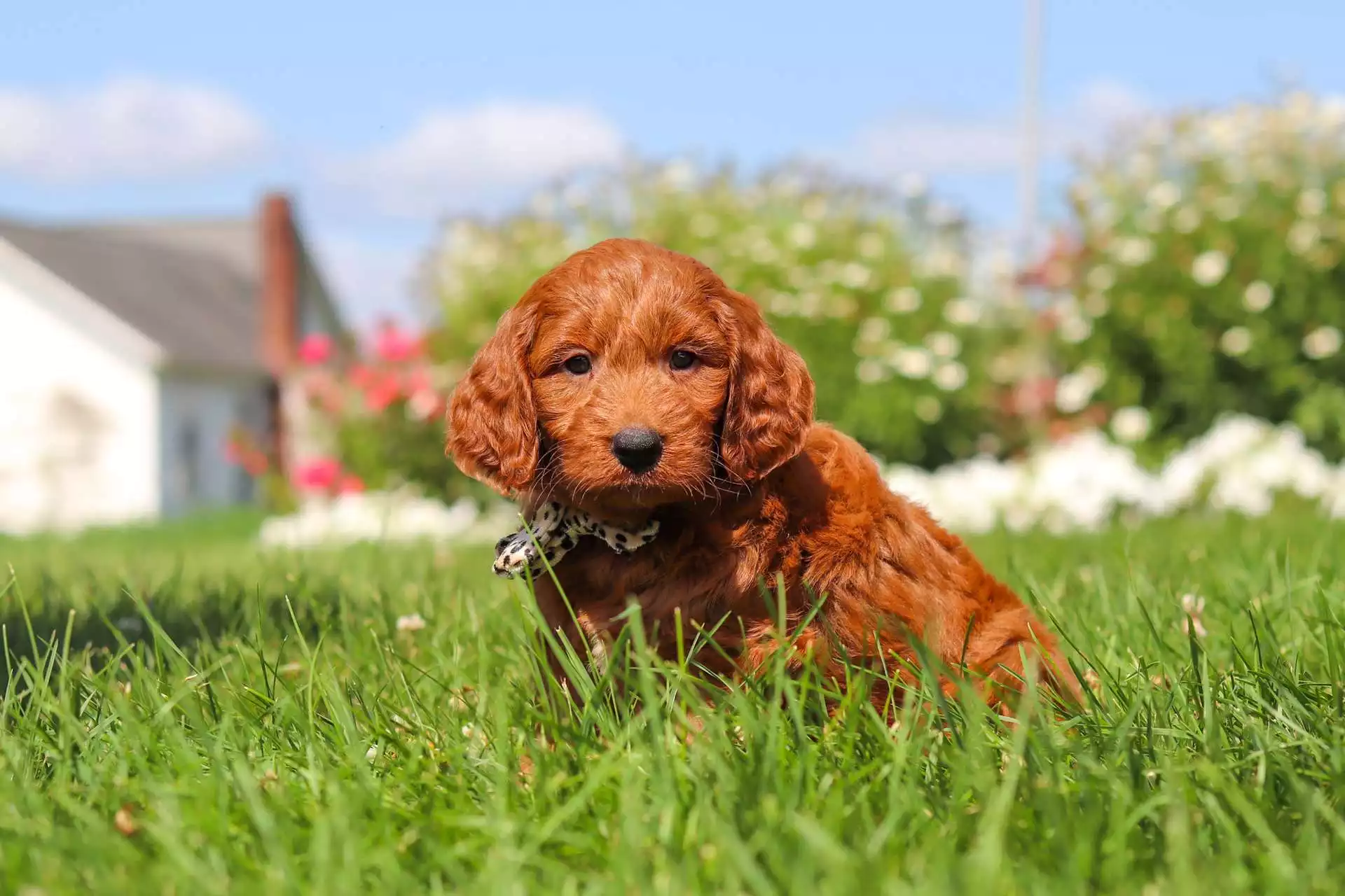 Puppy Image