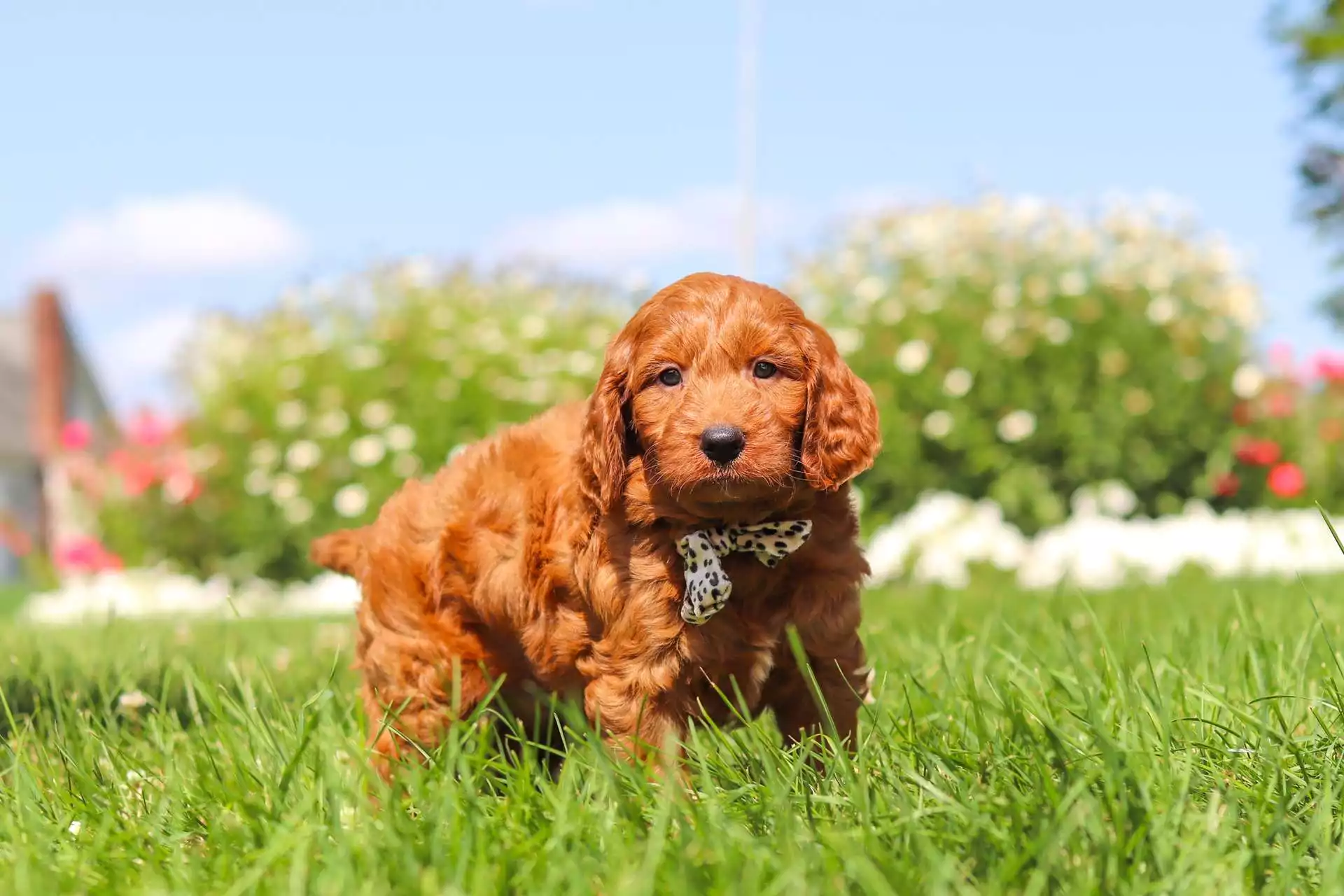 Golden Doodles puppy