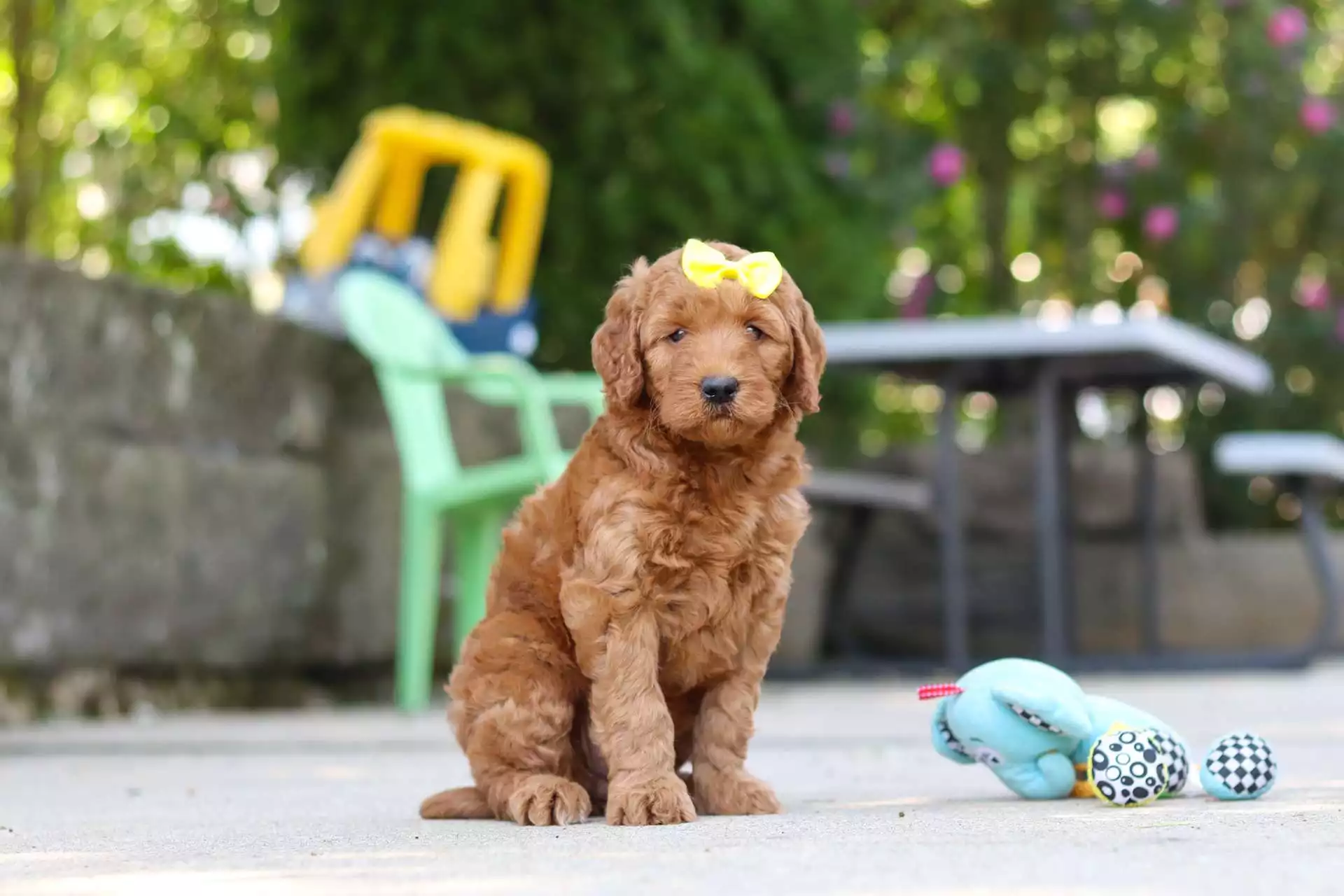 Golden Doodles puppy