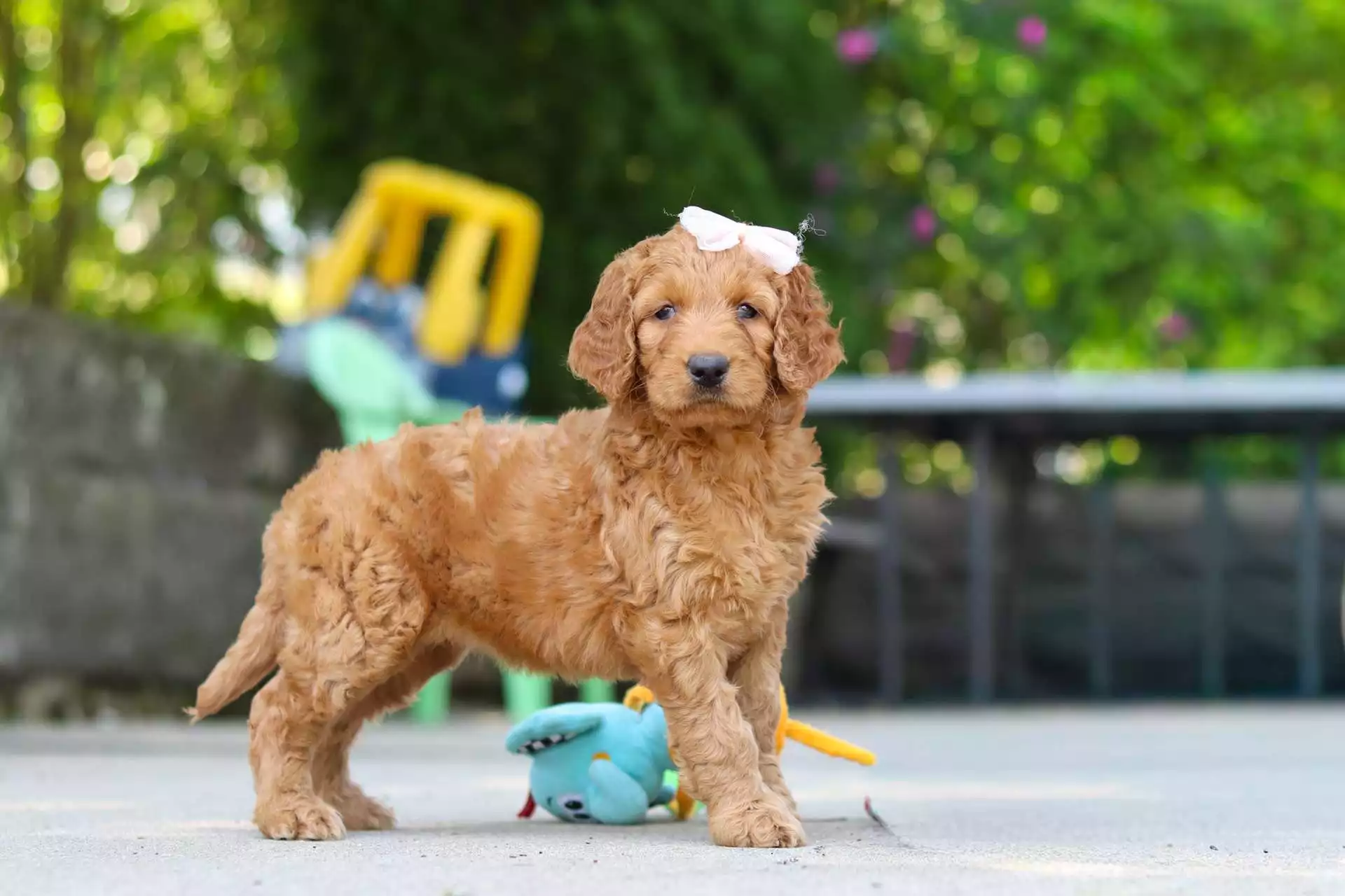 Golden Doodles puppy