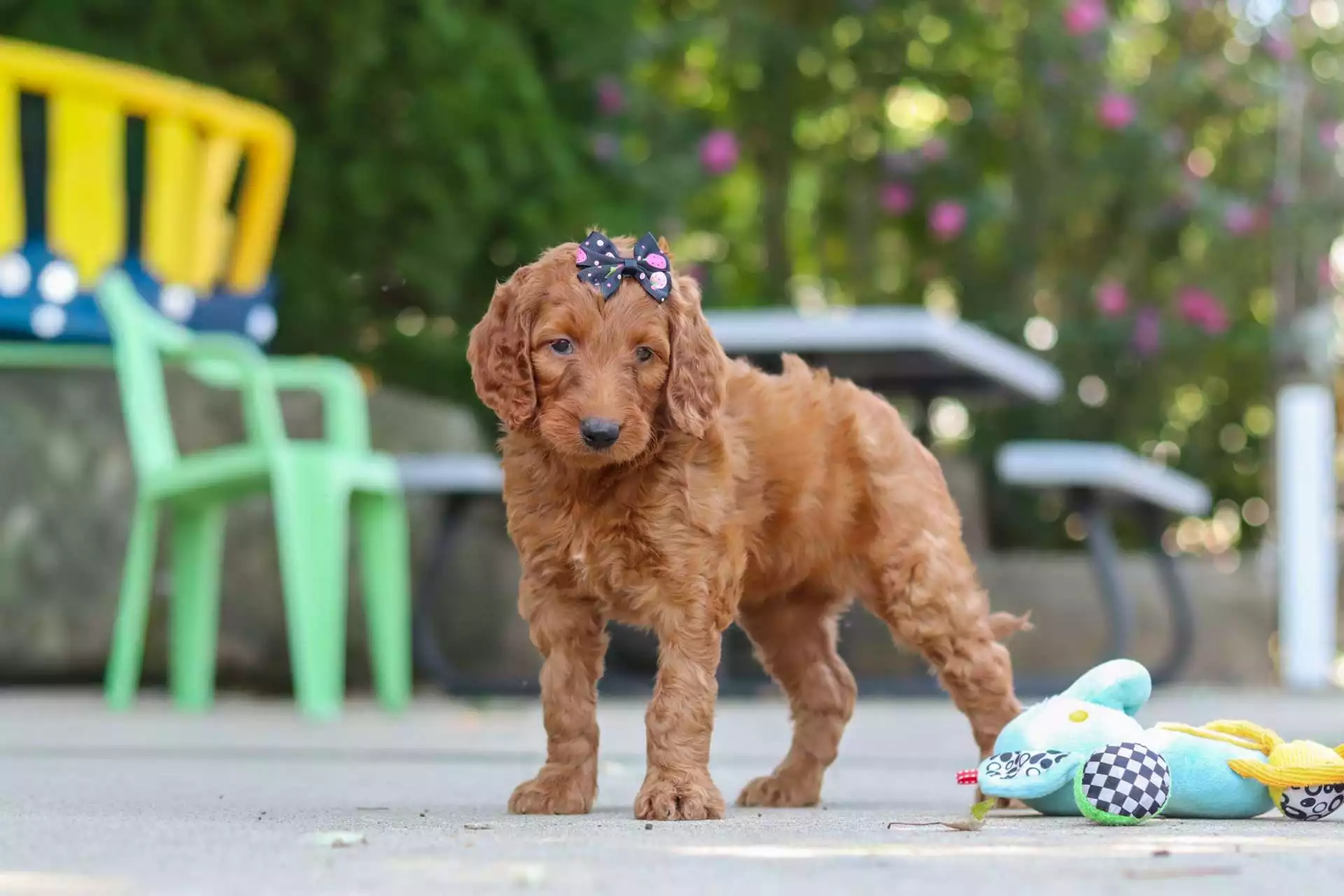 Golden Doodles puppy