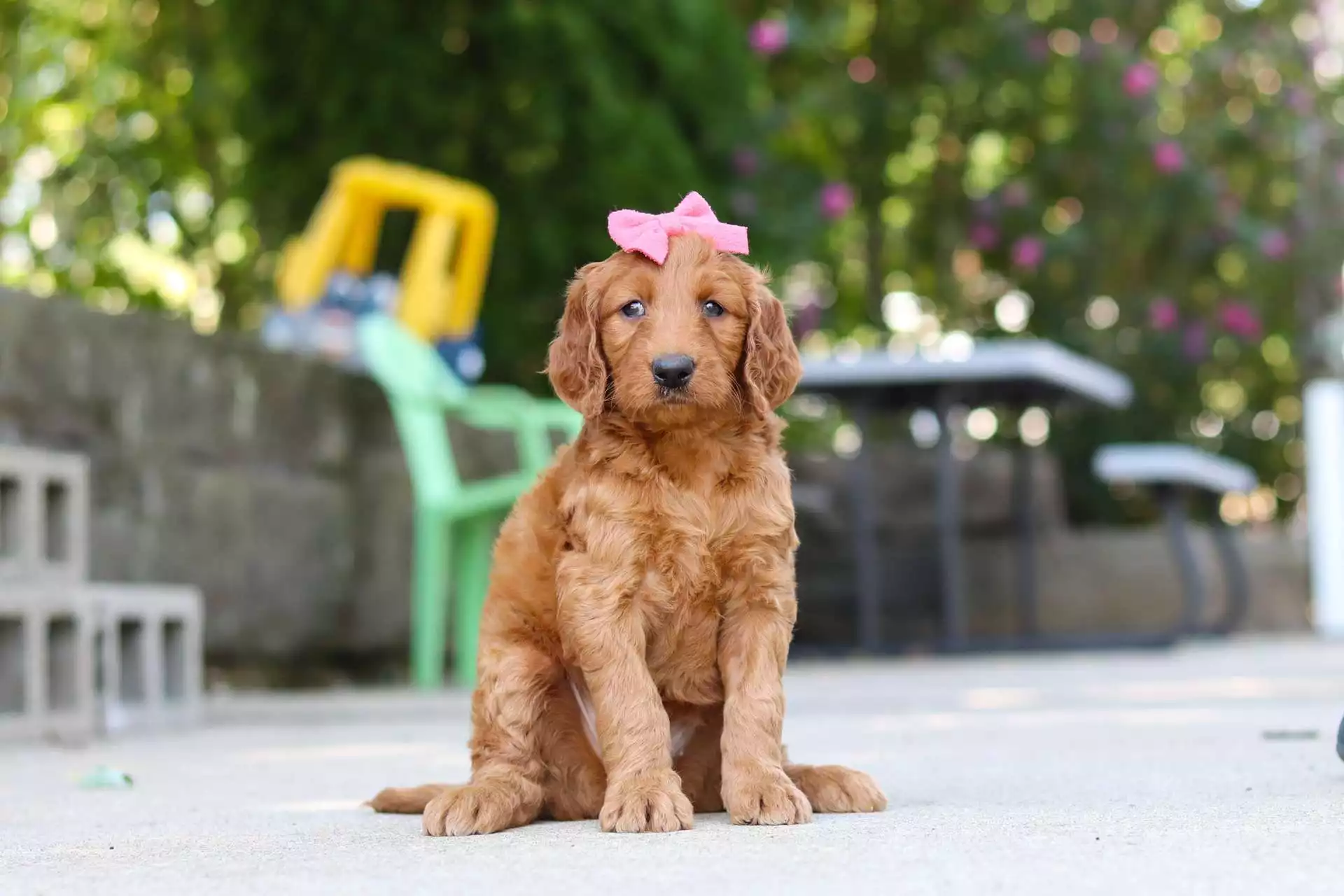 Golden Doodles puppy
