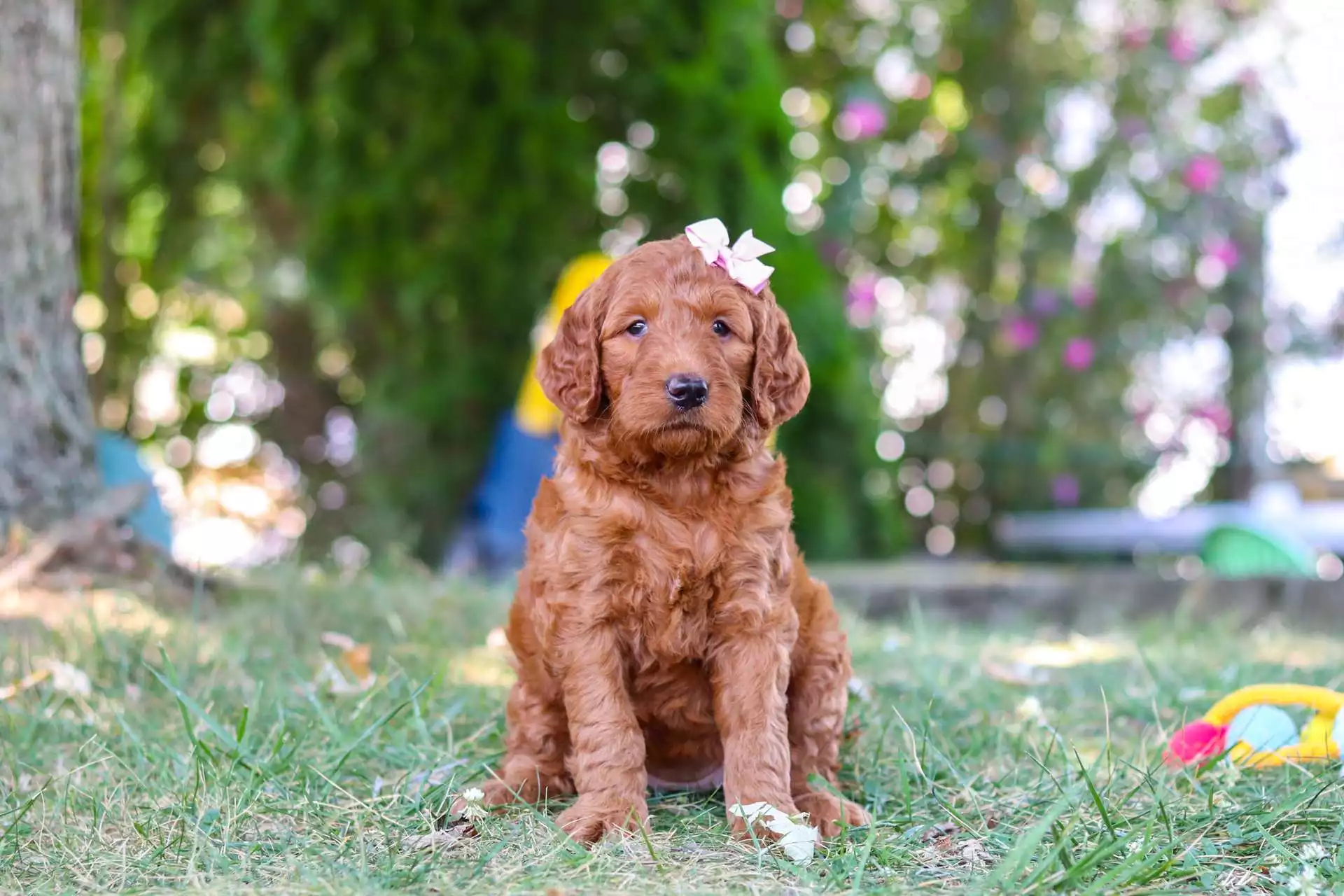 Puppy Image