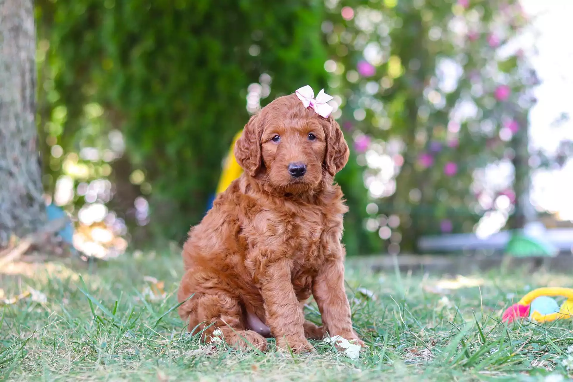 Puppy Image