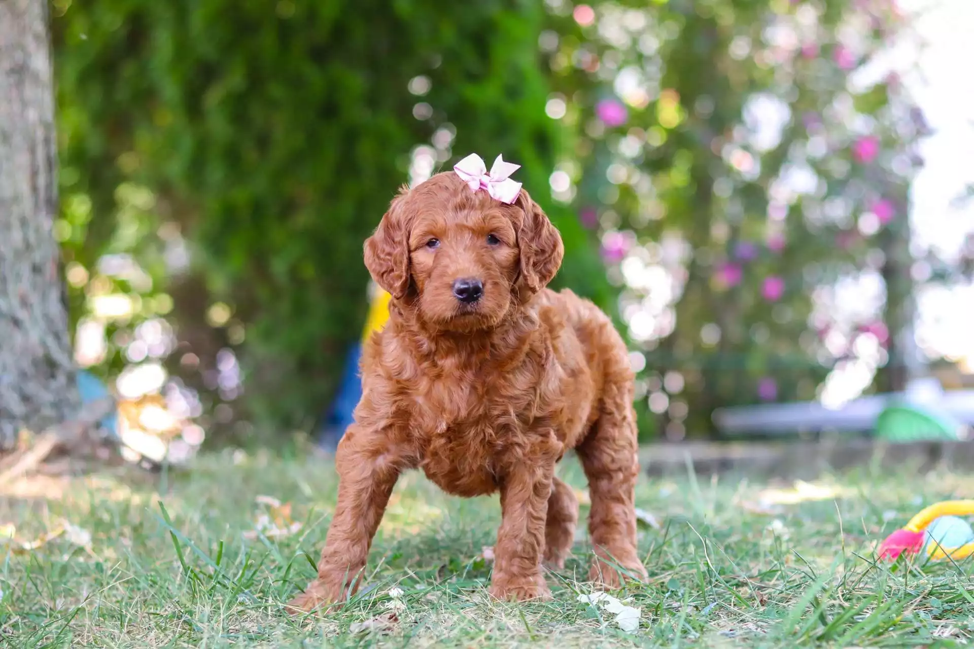 Golden Doodles puppy