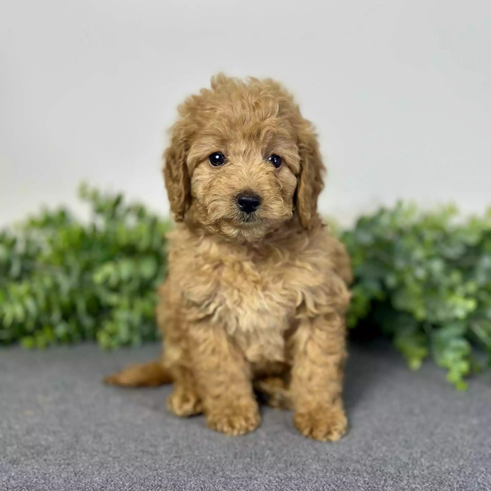 Golden Doodles puppy