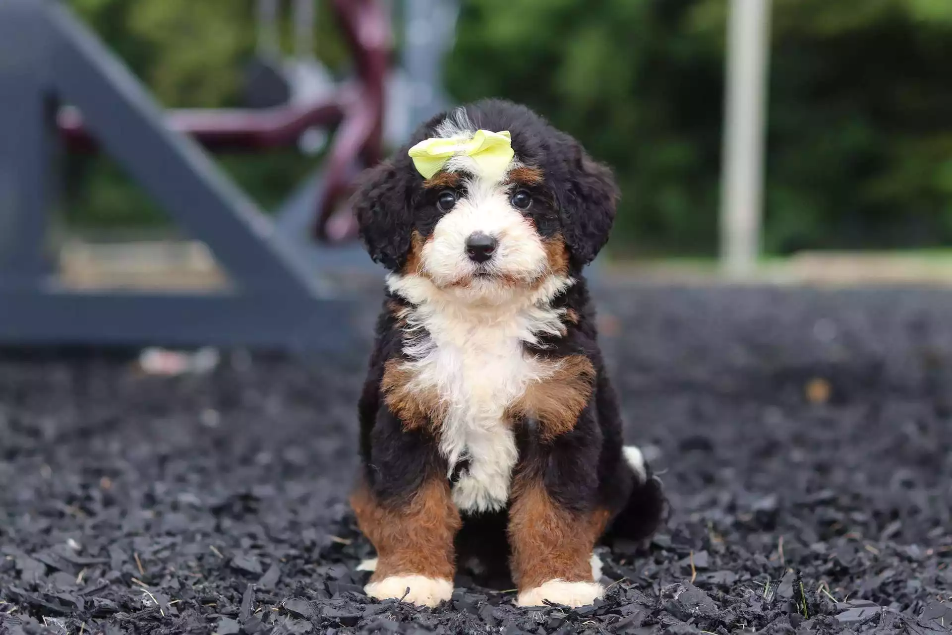 Puppy Image