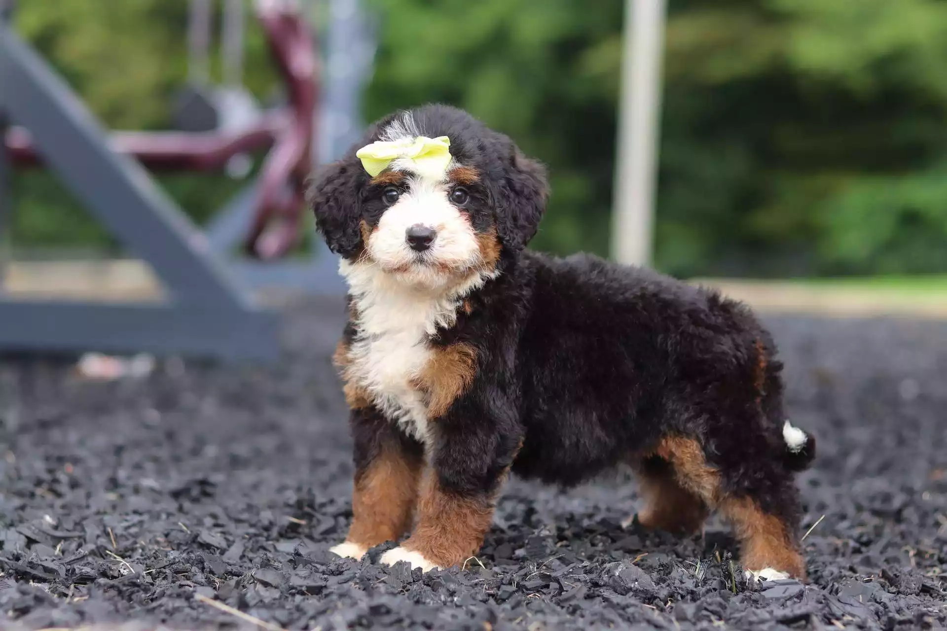 Bernedoodles puppy
