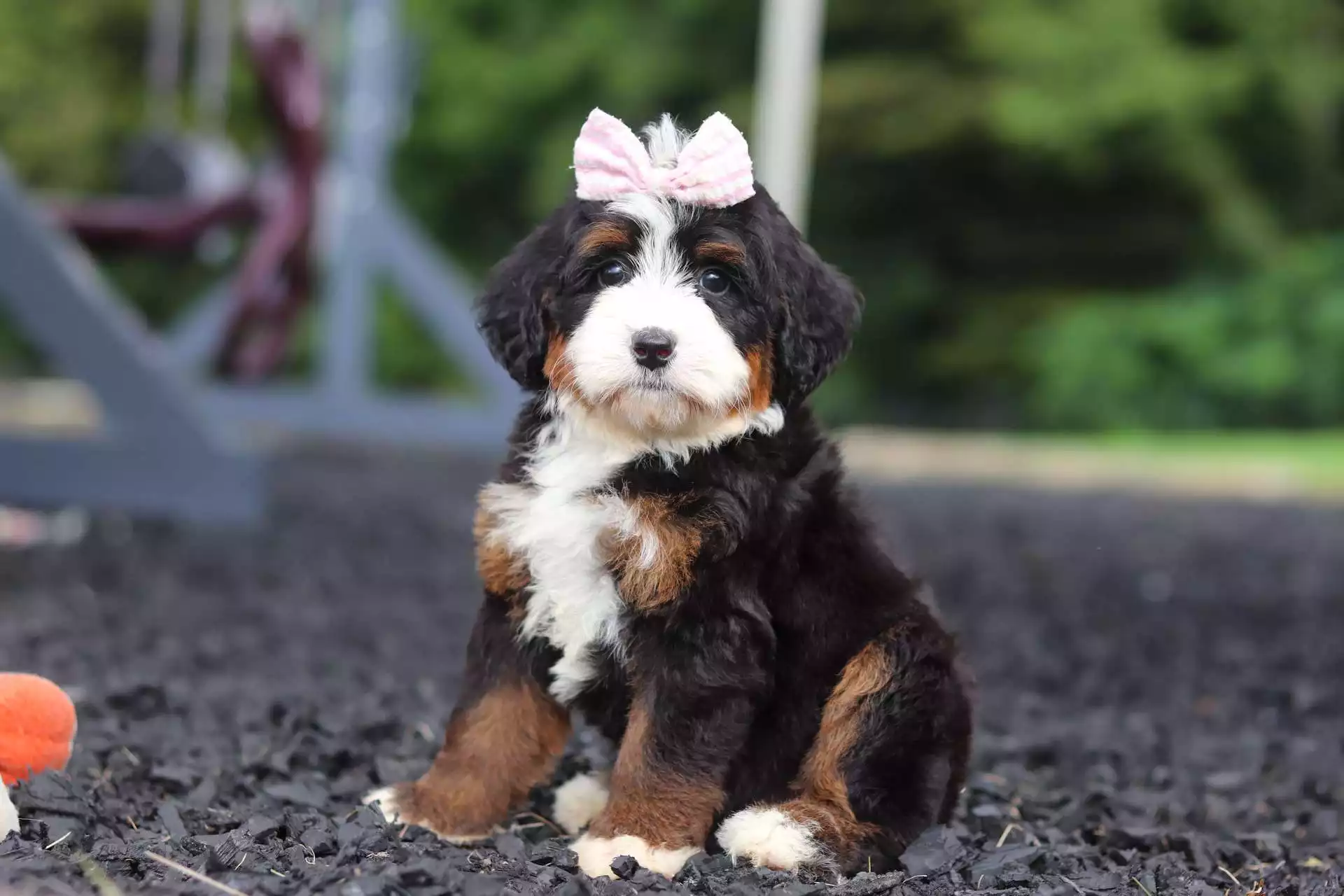 Puppy Image