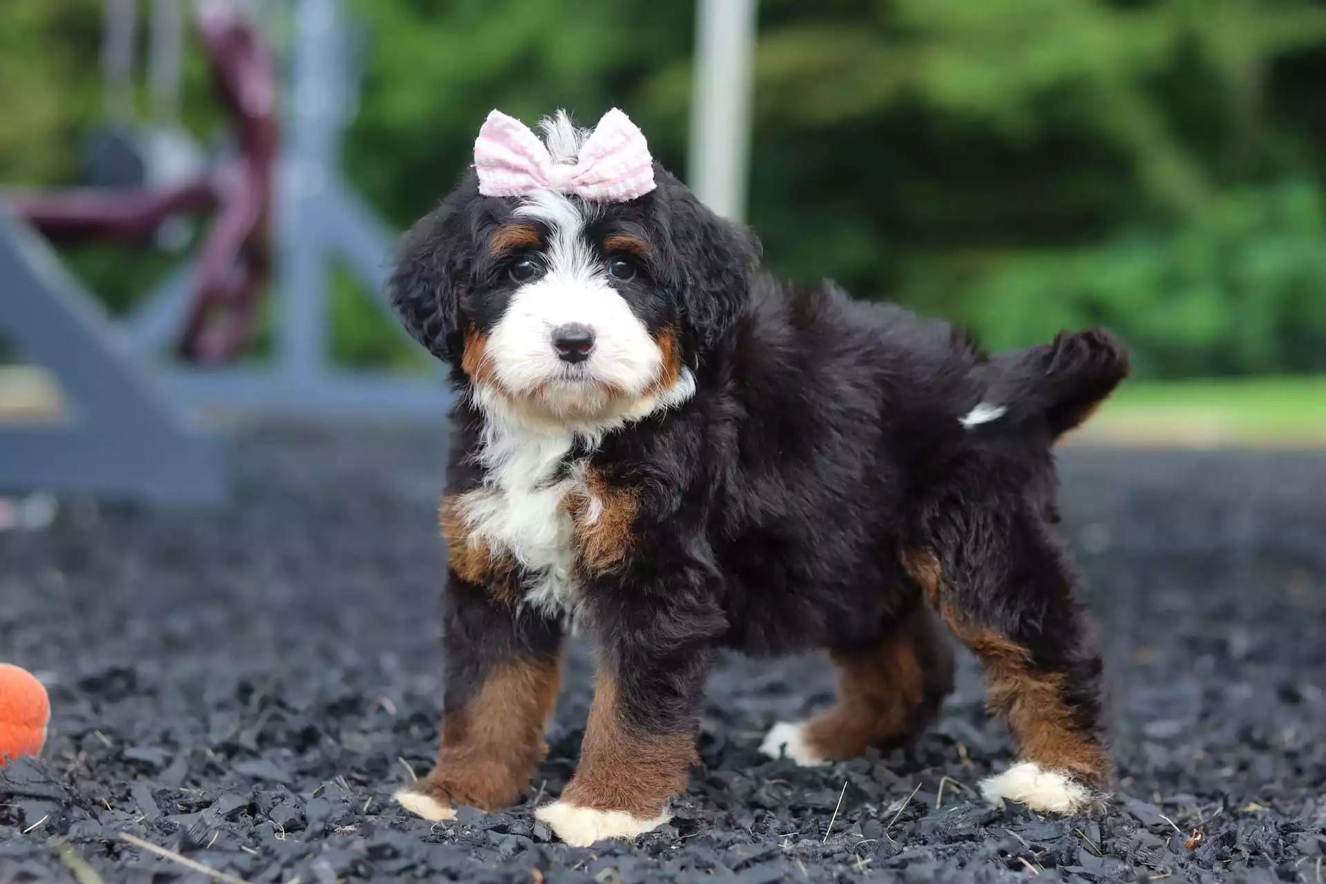 Bernedoodles puppy