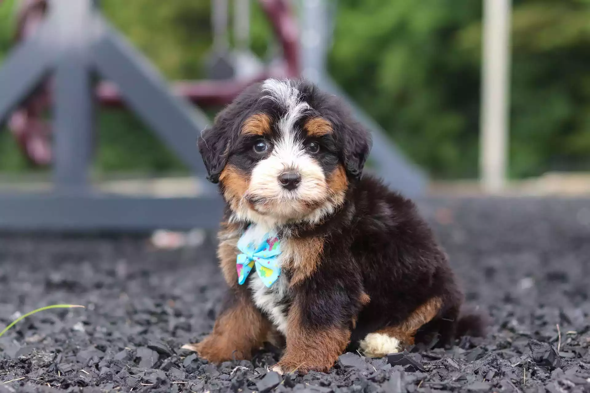 Puppy Image
