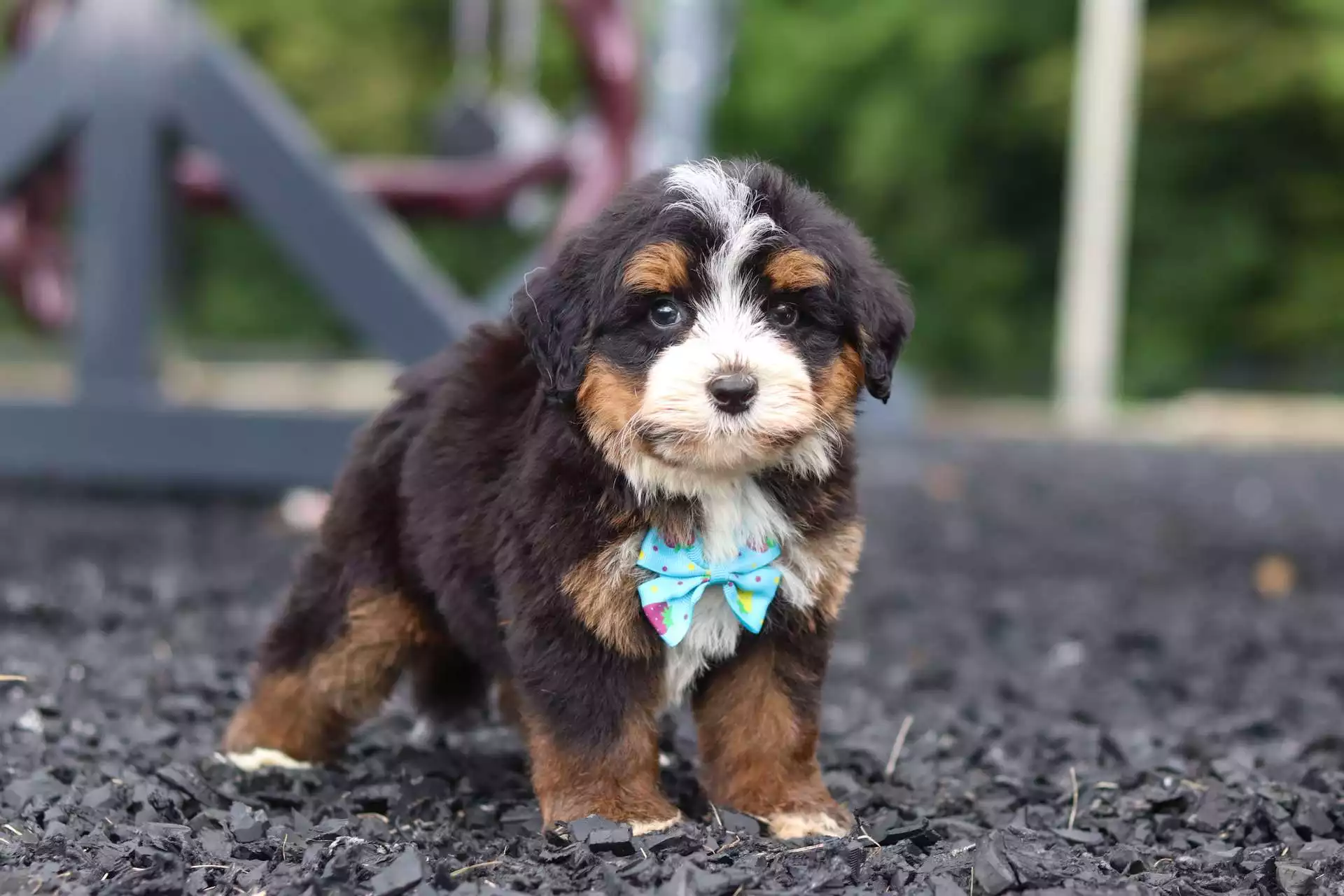 Bernedoodles puppy