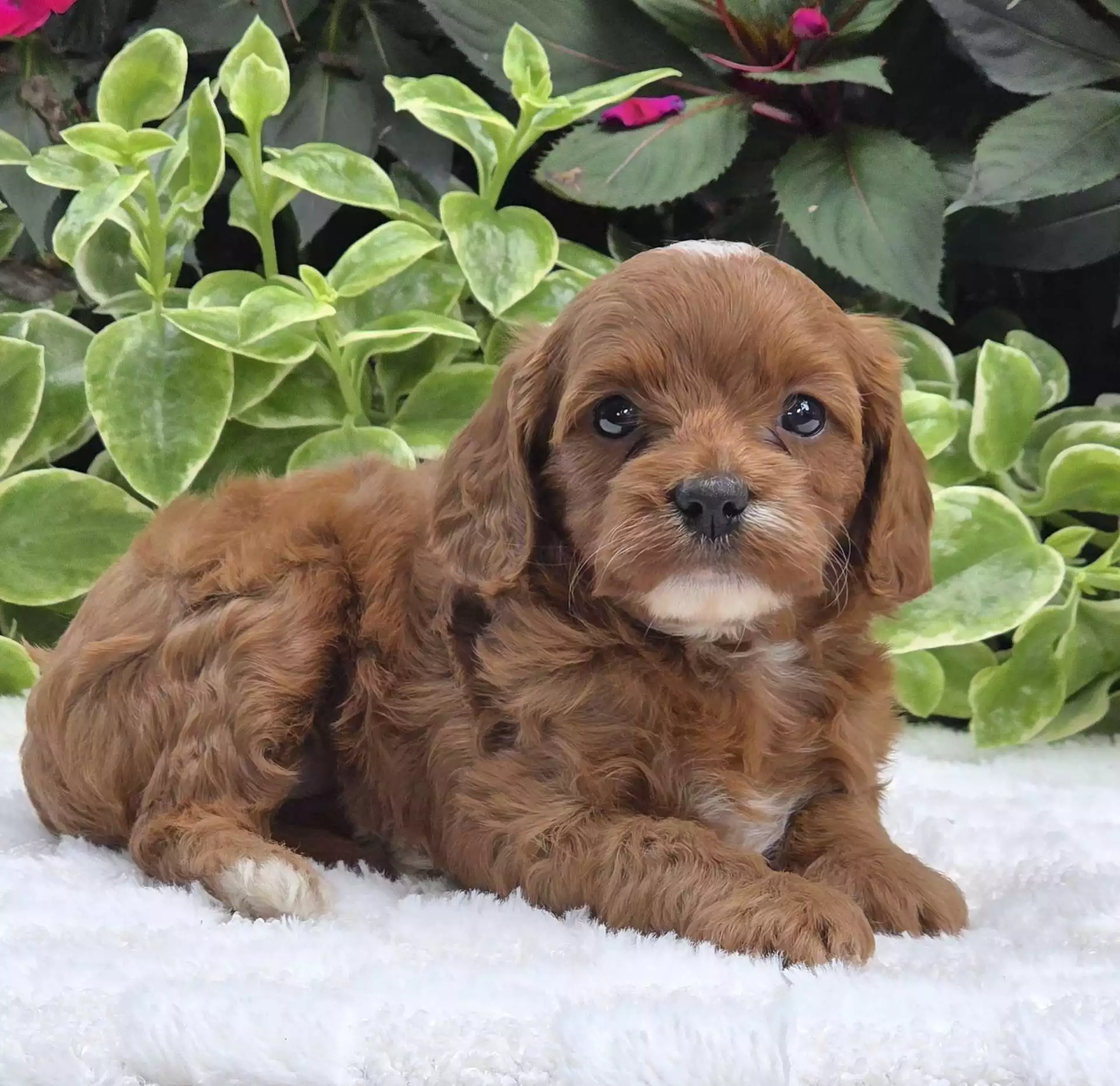 Puppy Image