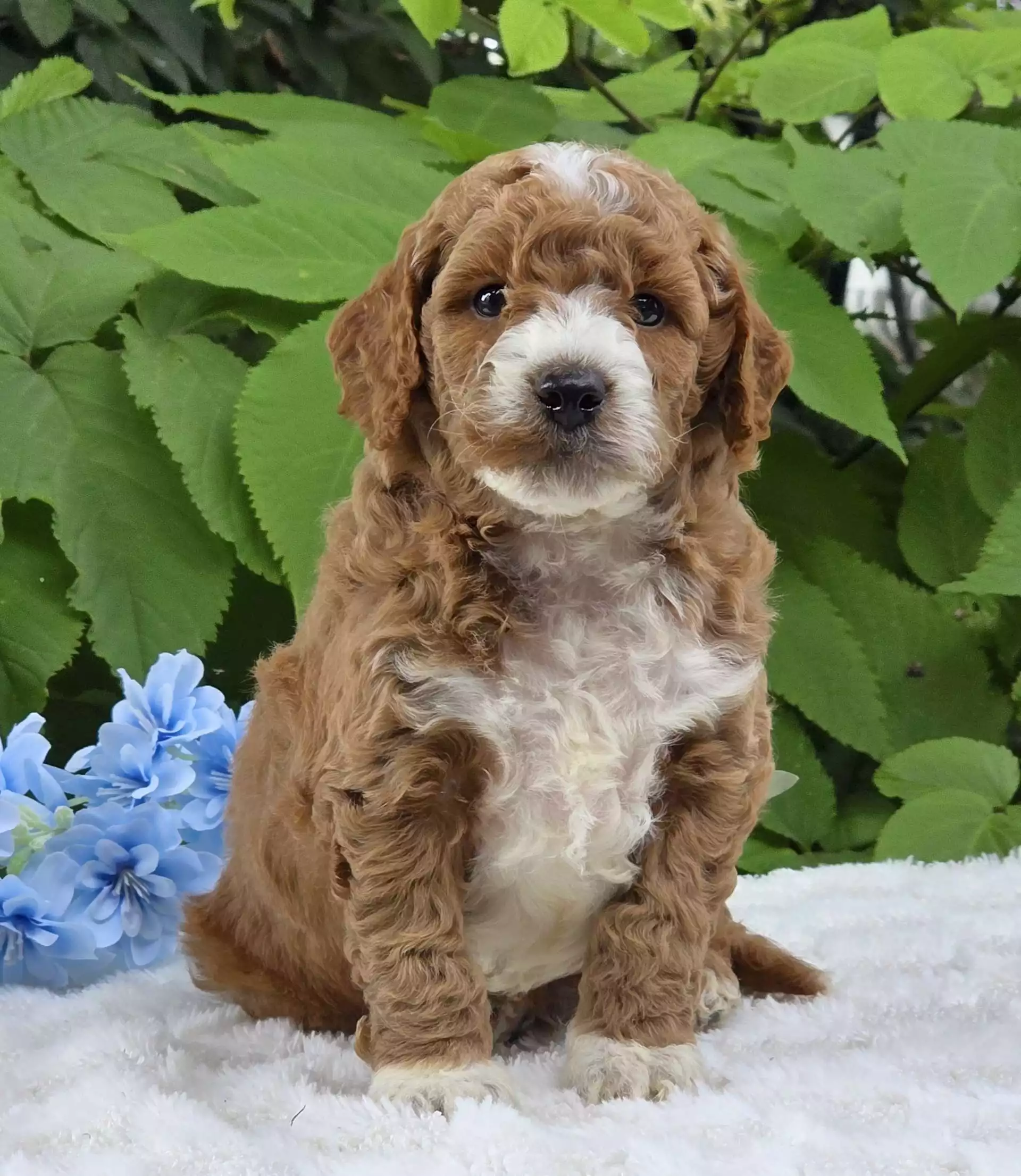 Porter