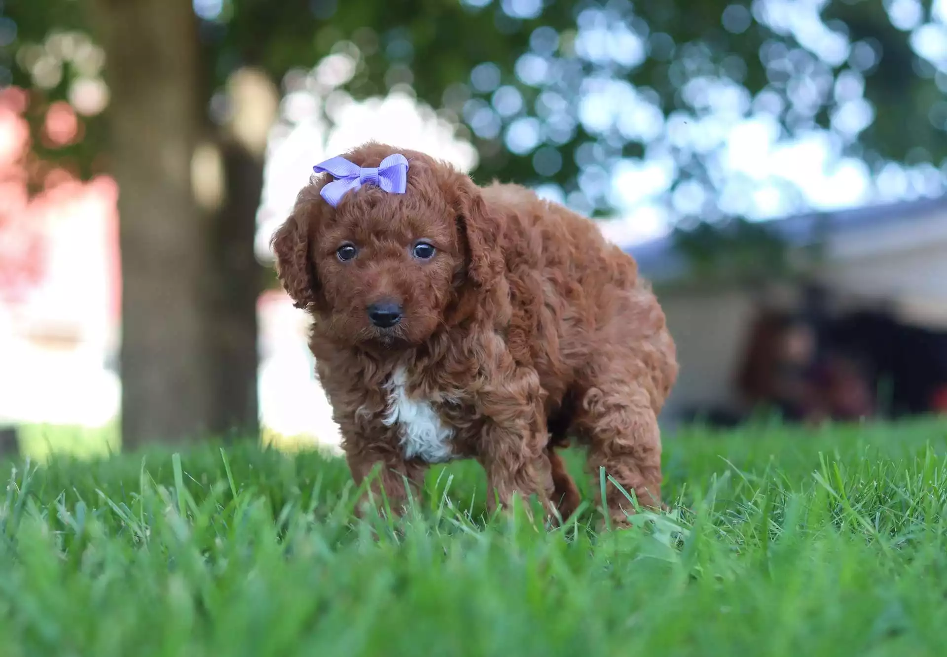 Puppy Image