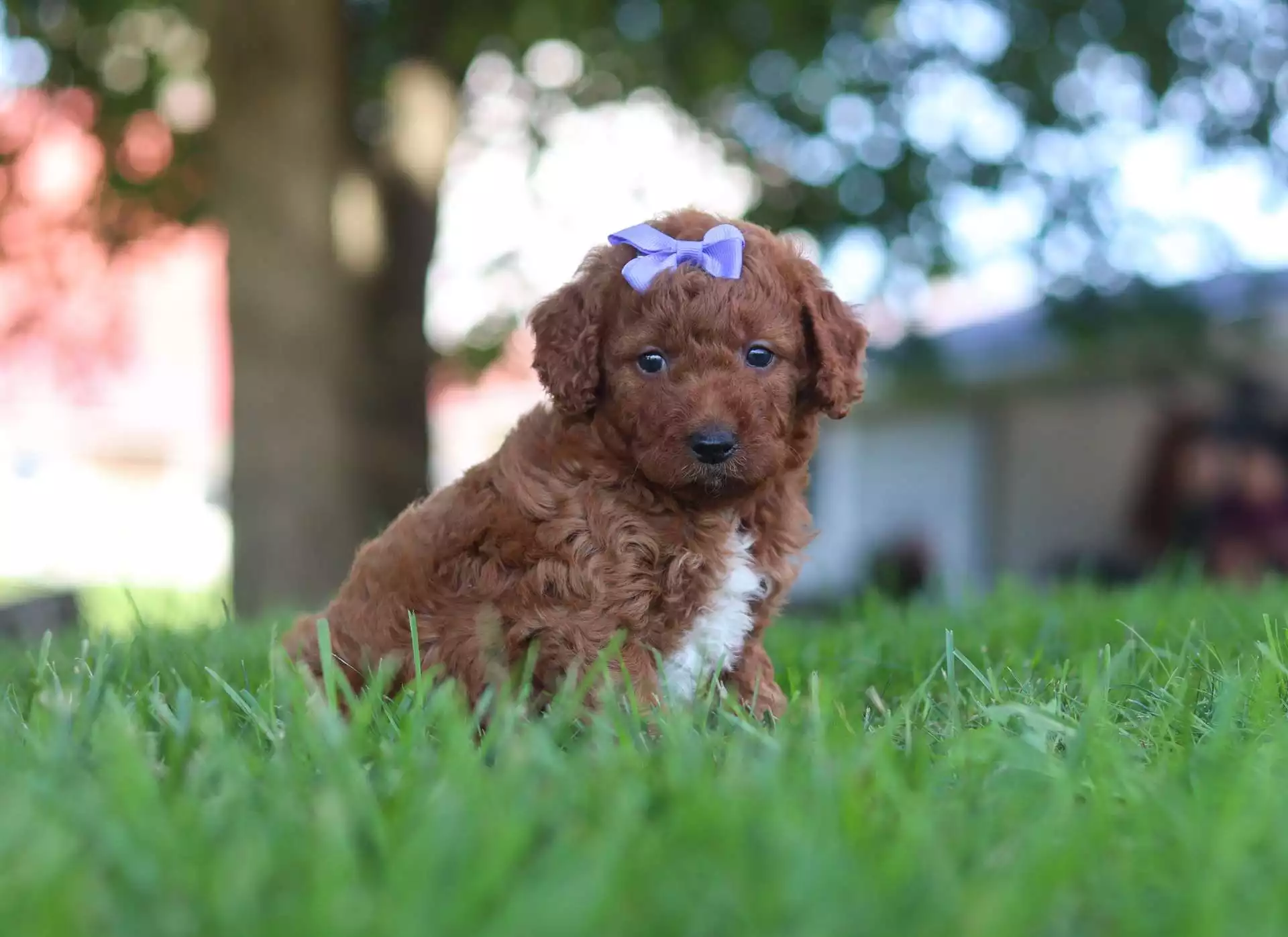 Puppy Image