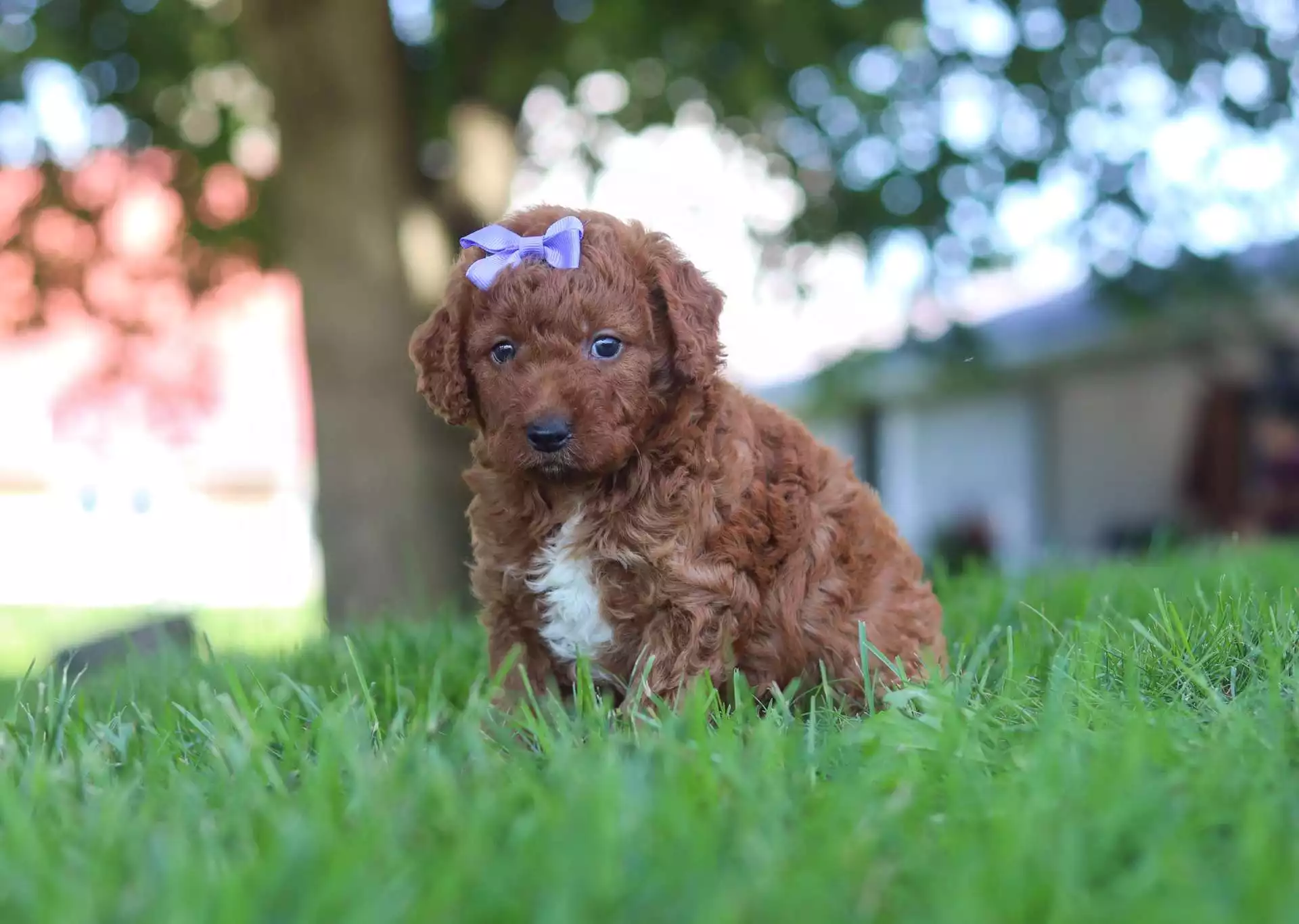 Golden Doodles puppy