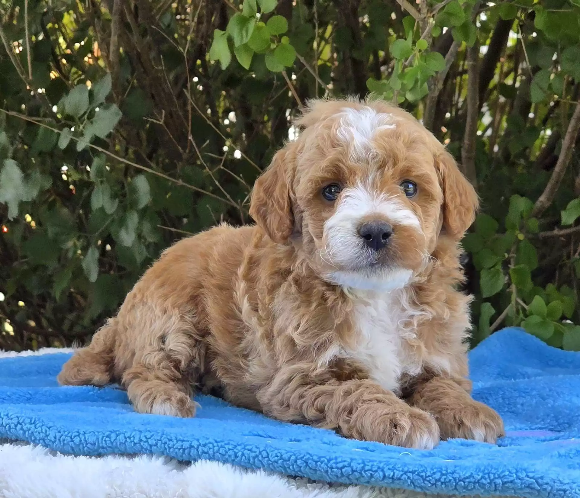 Puppy Image
