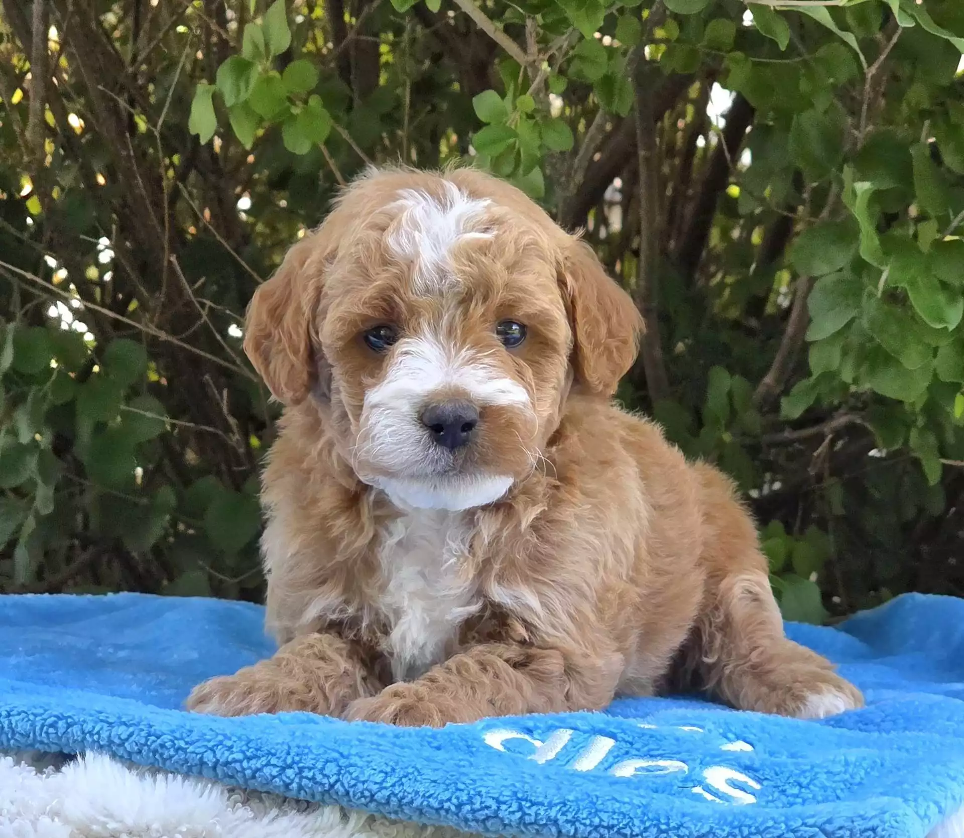 Puppy Image