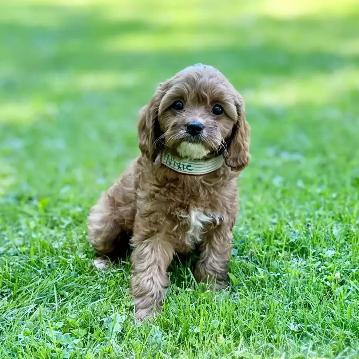 Puppy for Sale