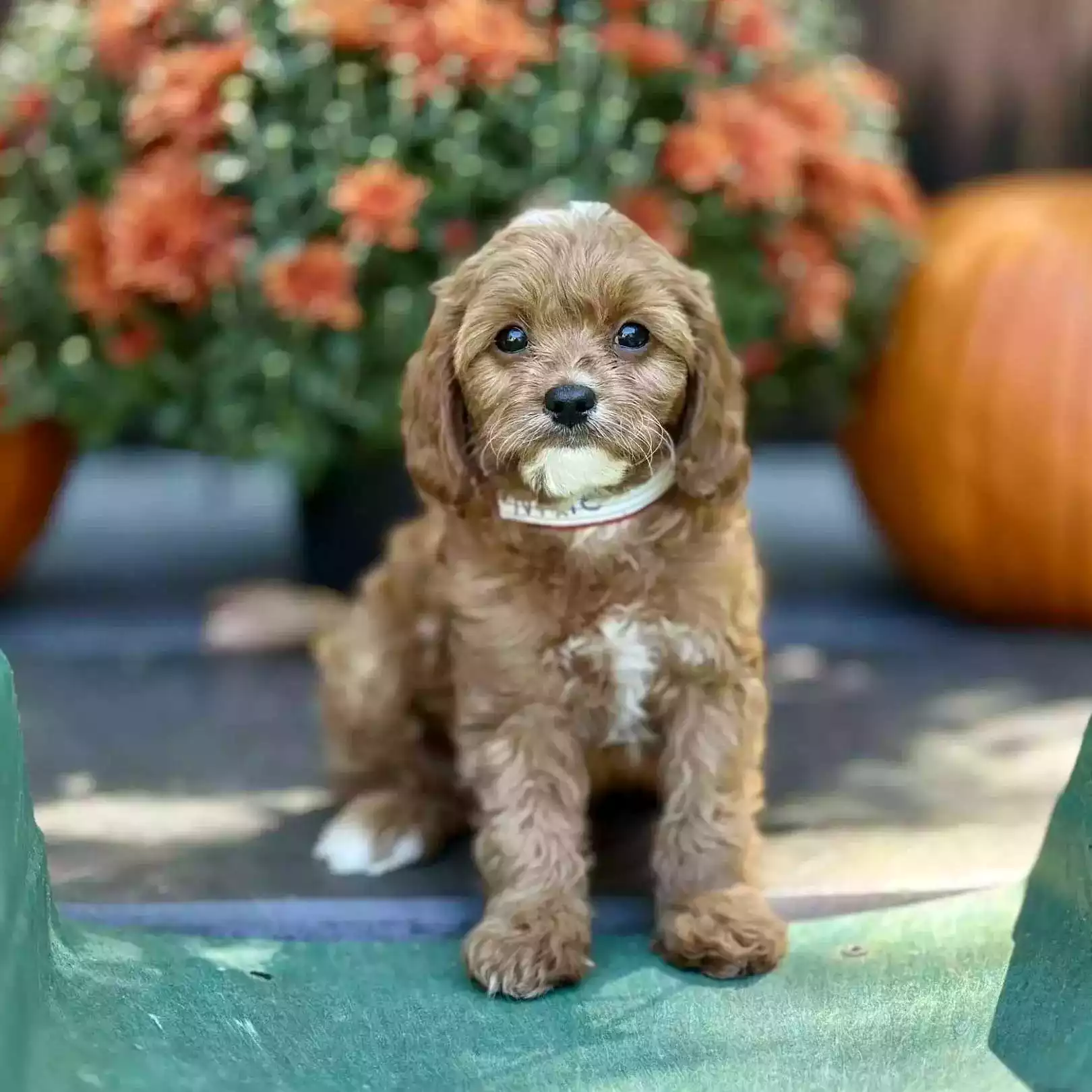 Puppy Image