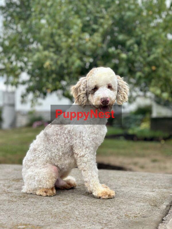 Selected Puppy