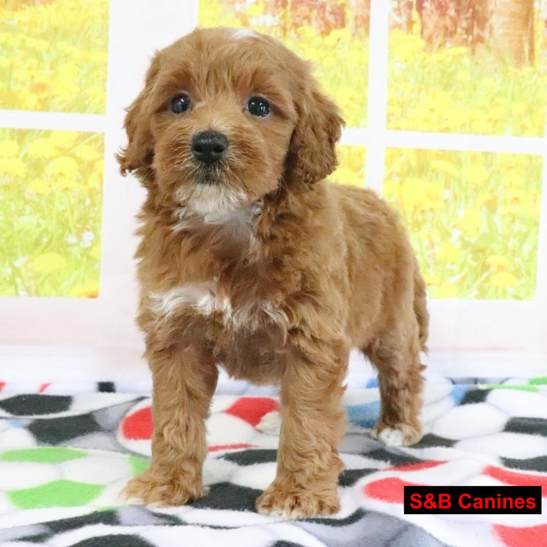 Golden Doodles puppy