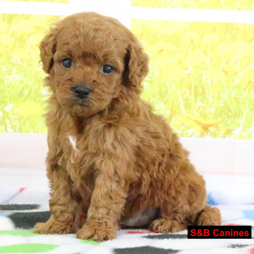 Golden Doodles puppy
