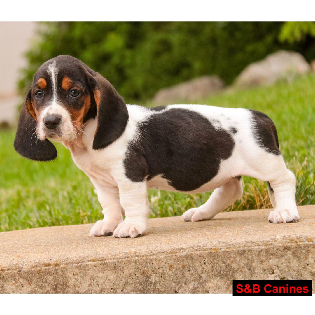 Basset Hound puppy
