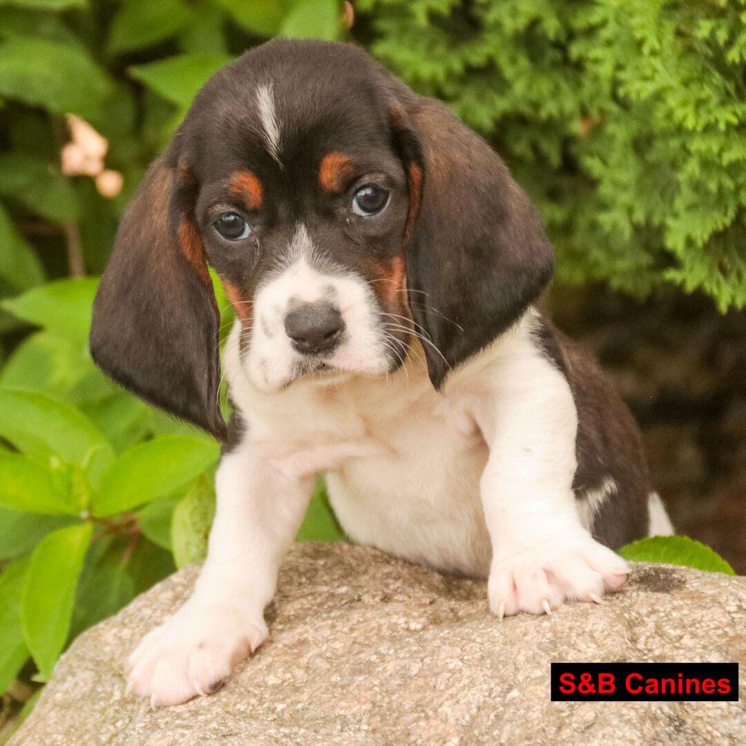 Basset Hound puppy