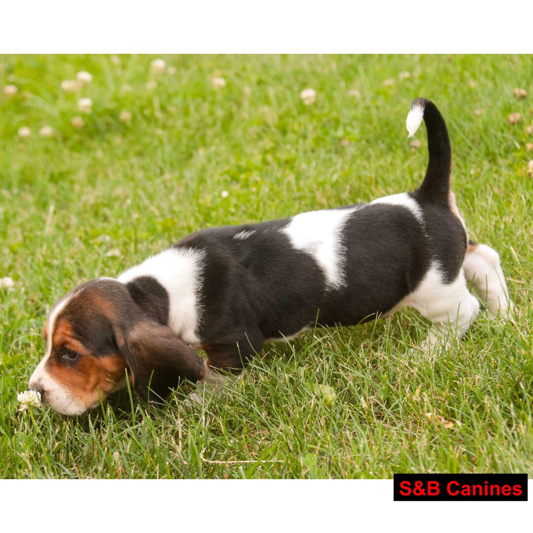 Basset Hound puppy