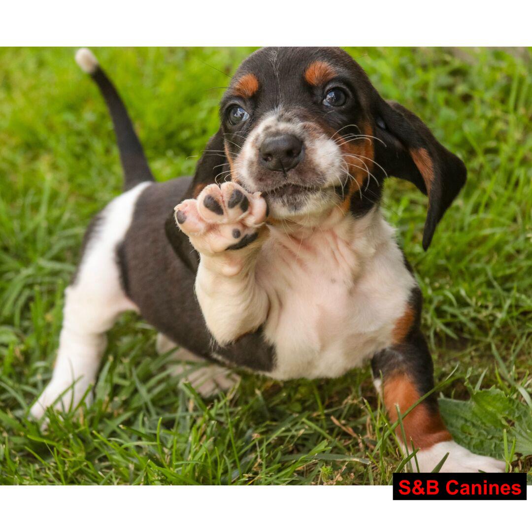 Basset Hound puppy