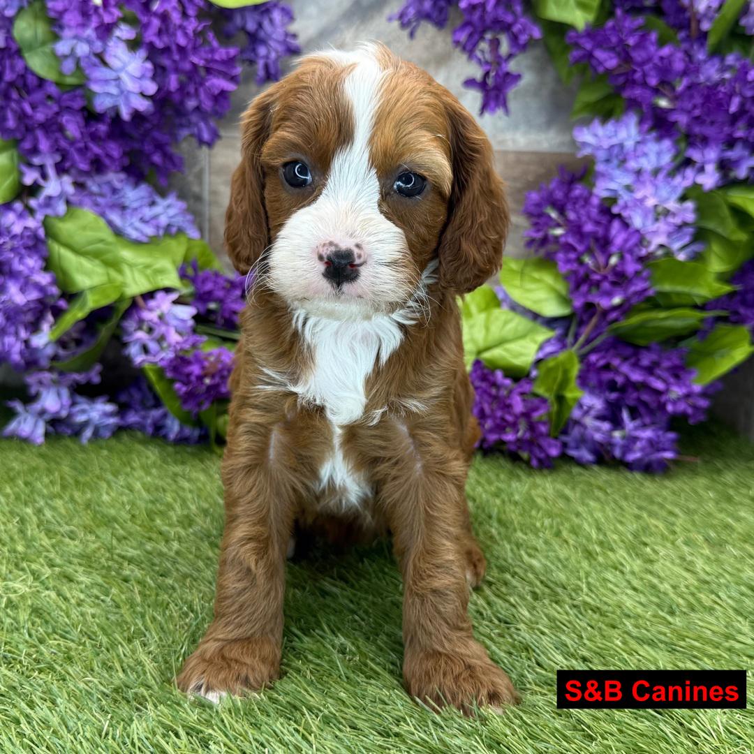 Puppy Image