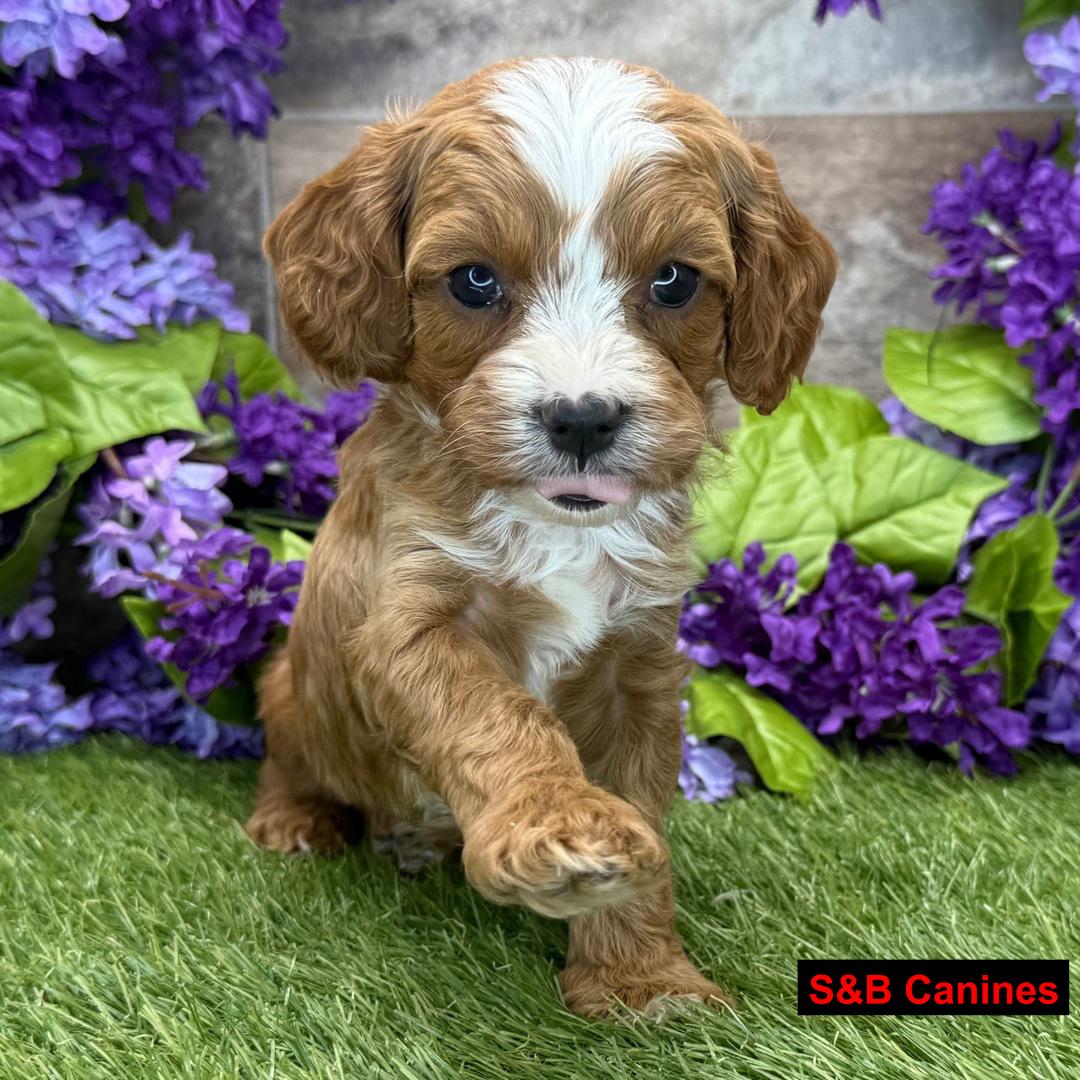 Cavapoo puppy