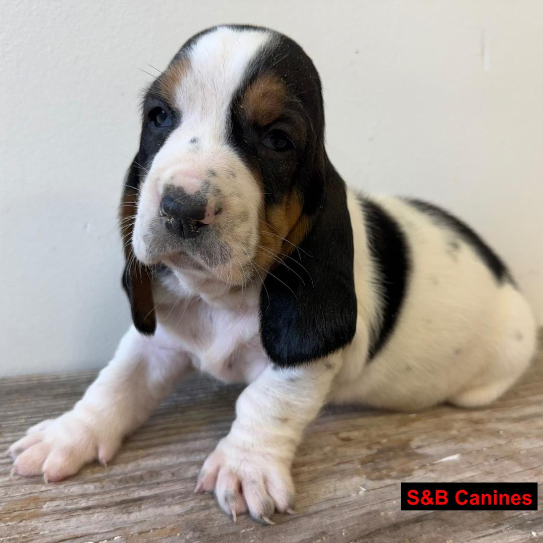 Puppy Image